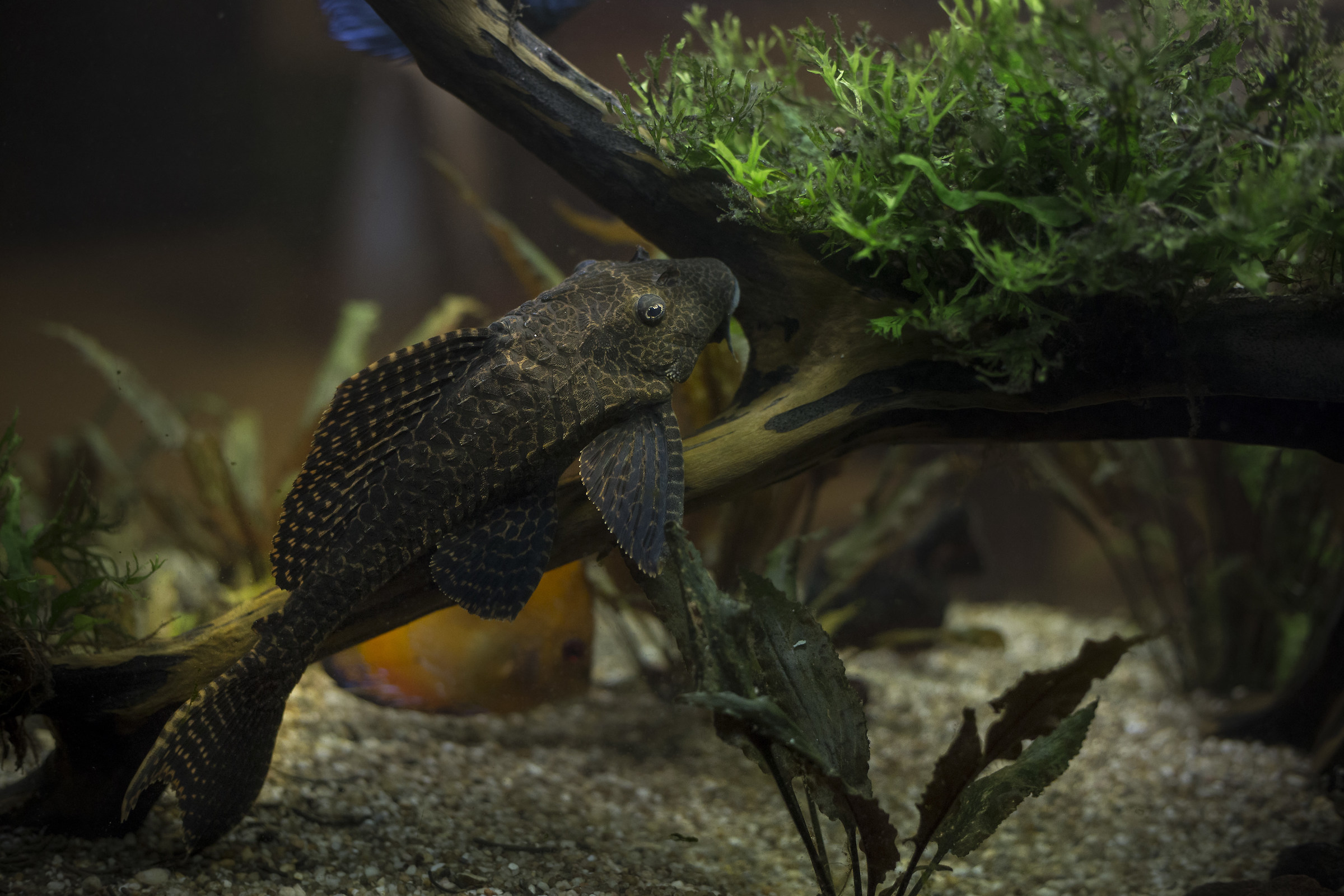 Plecostomus