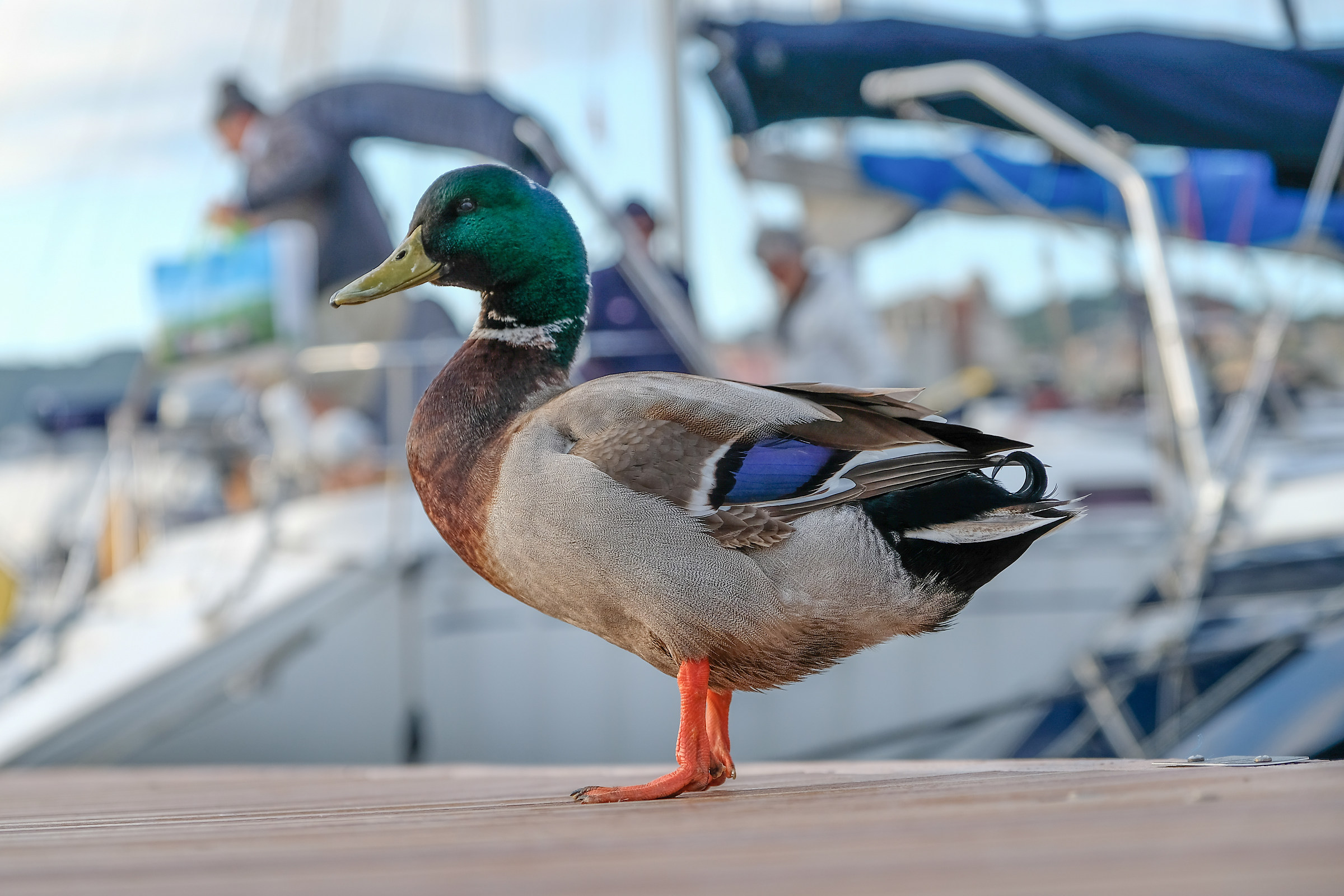 Anatra allo Yacht Club