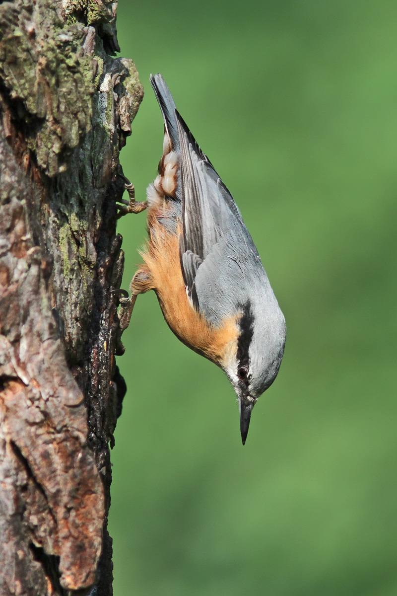 nuthatch