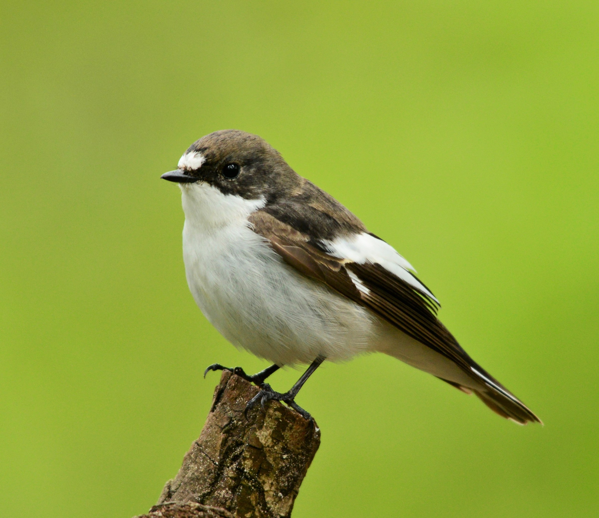 Pied Flycatcher