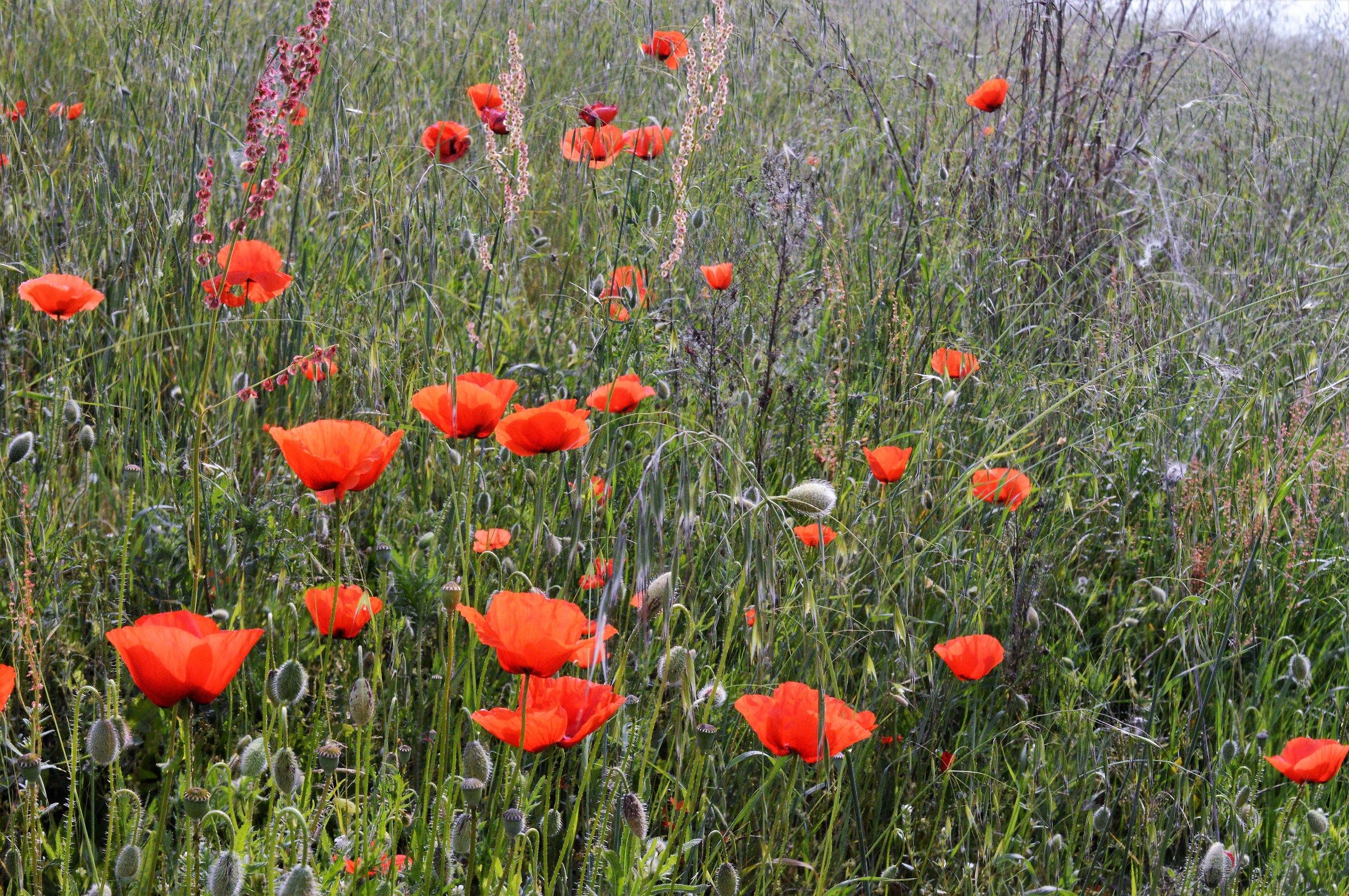 poppies