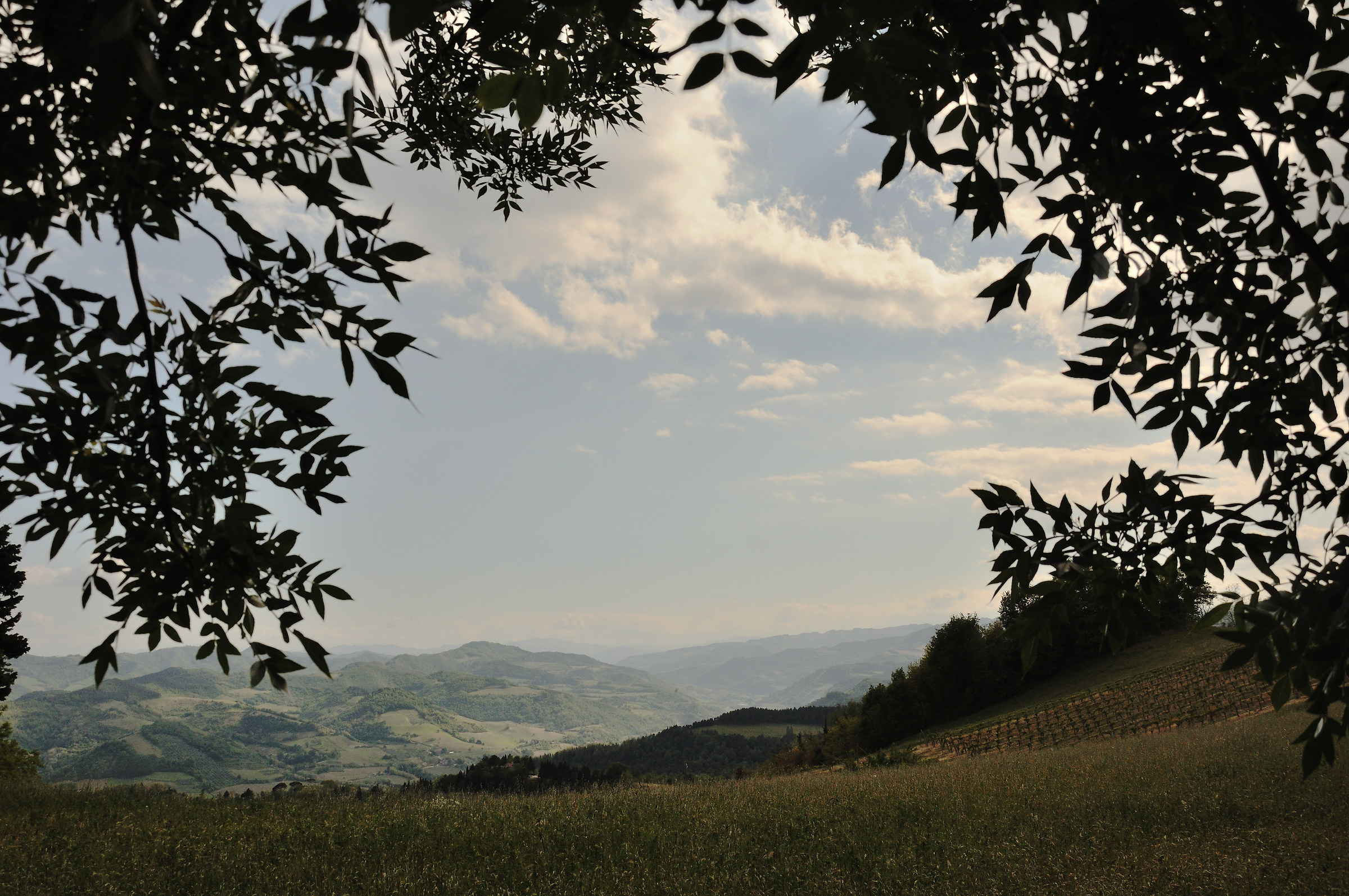 Scorcio tra gli alberi