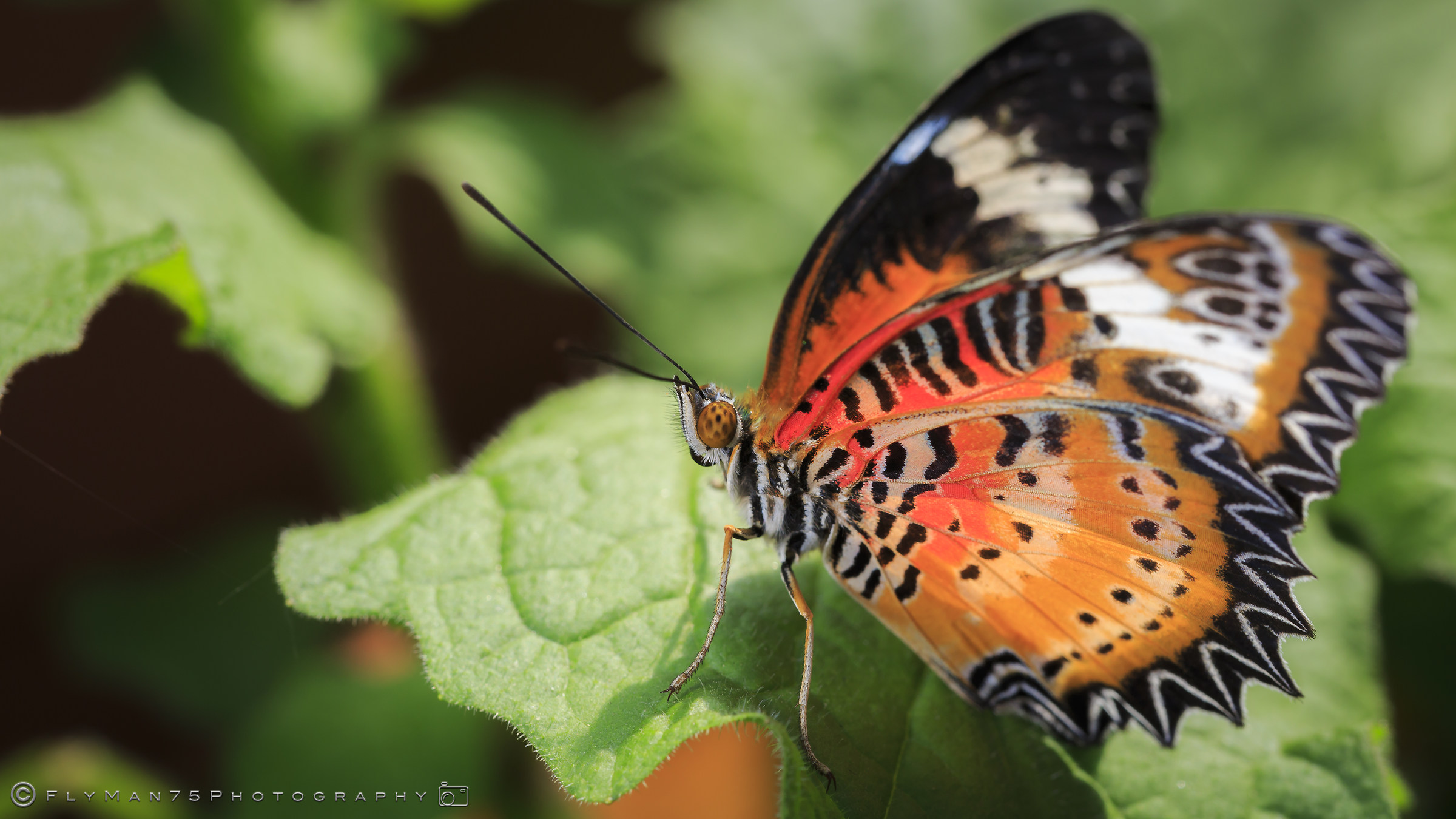 Butterflies - Oasis of St. Alexis (pv)