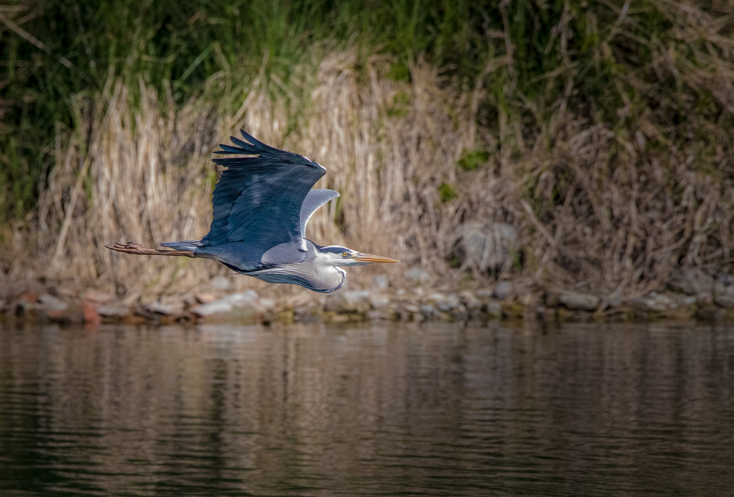 Heron in flight