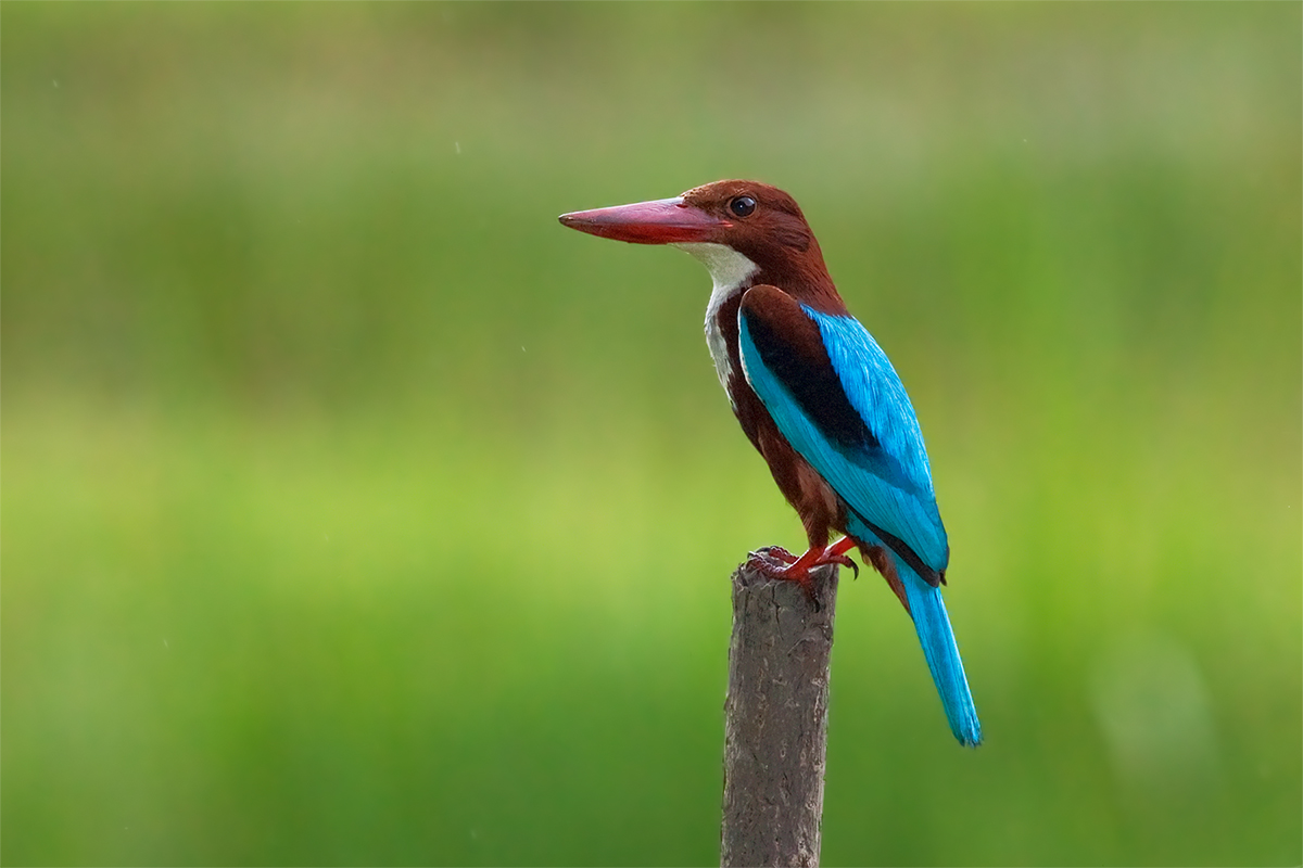Halcyon smyrnensis (White-breasted kingfisher)