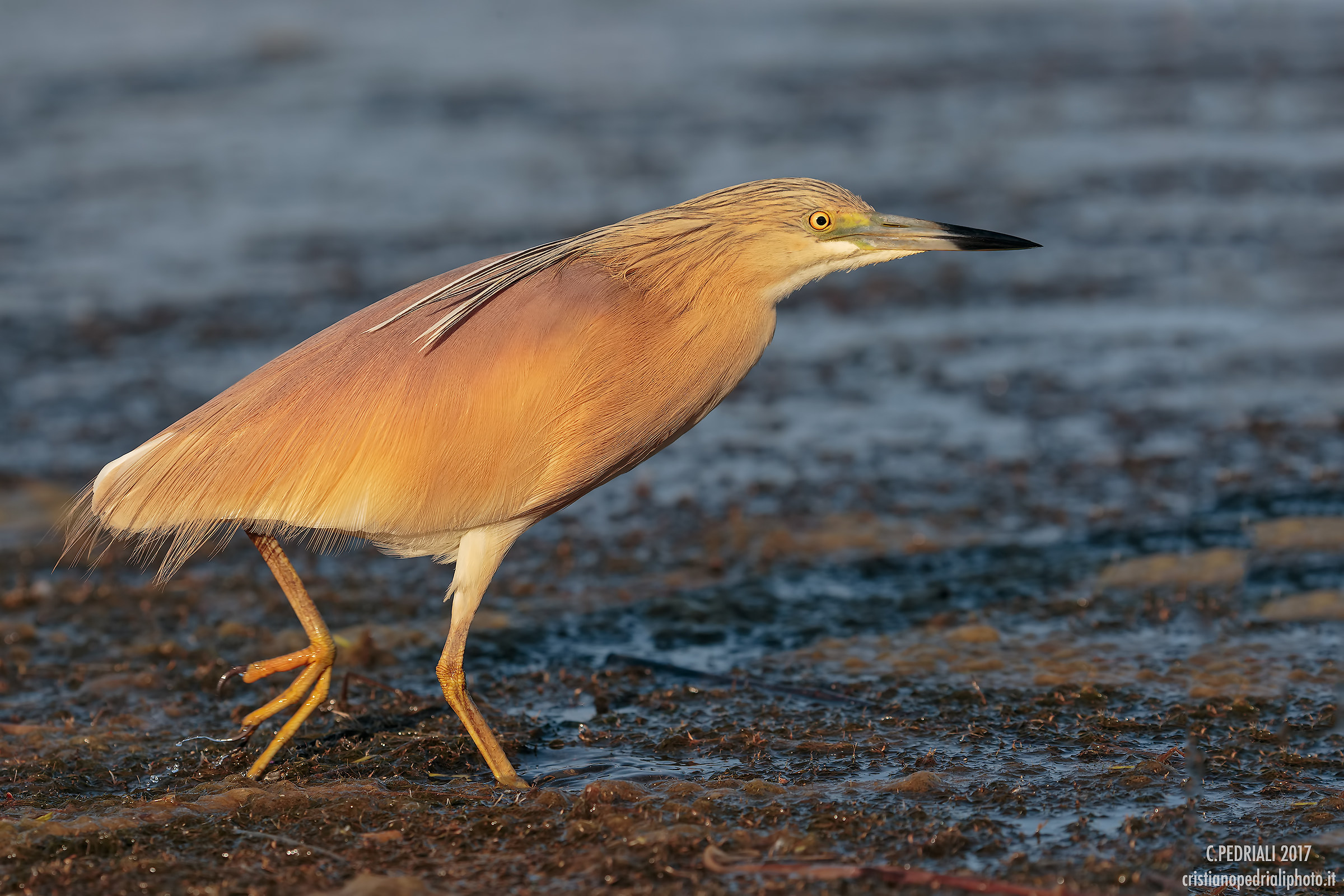 Squacco the last light ..