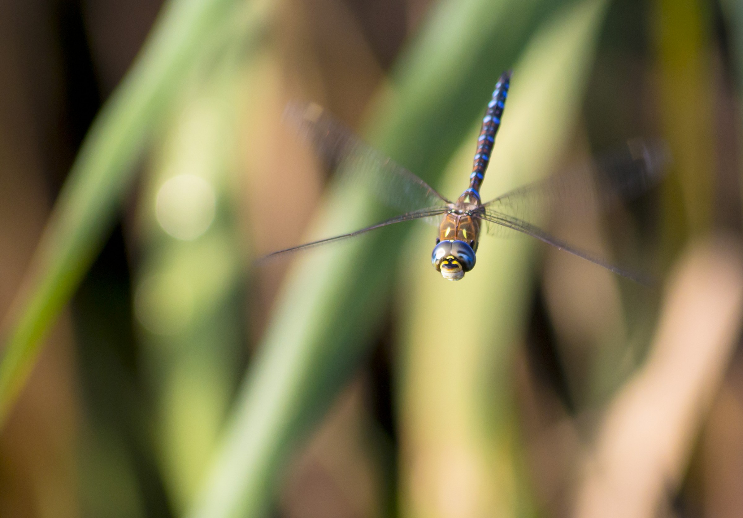 Aeshna in volo nel canneto