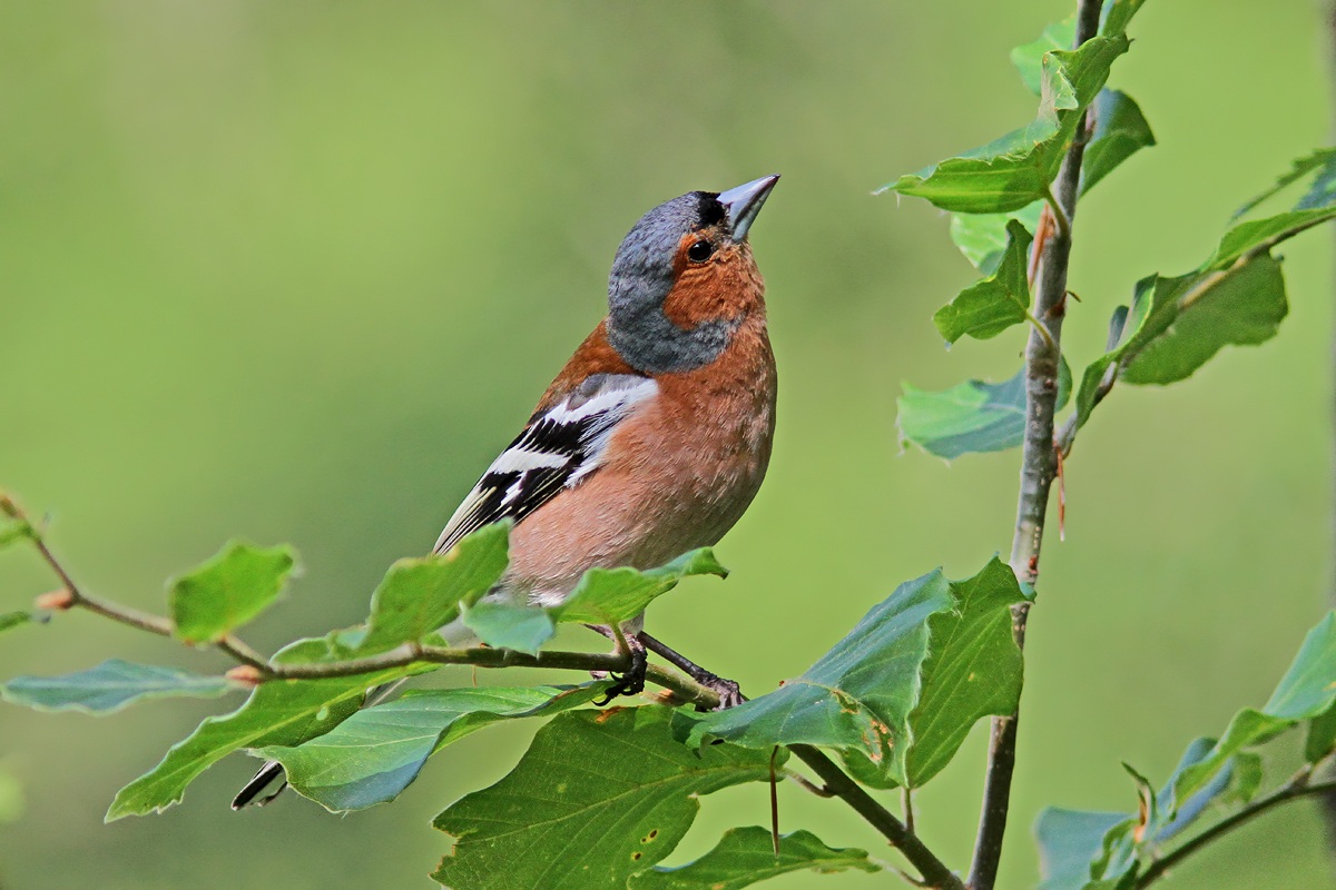 male chaffinch