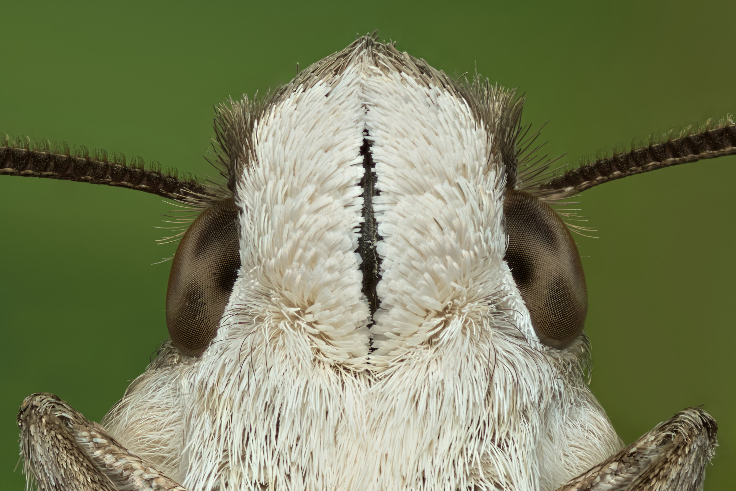 Macroglossum stellatarum