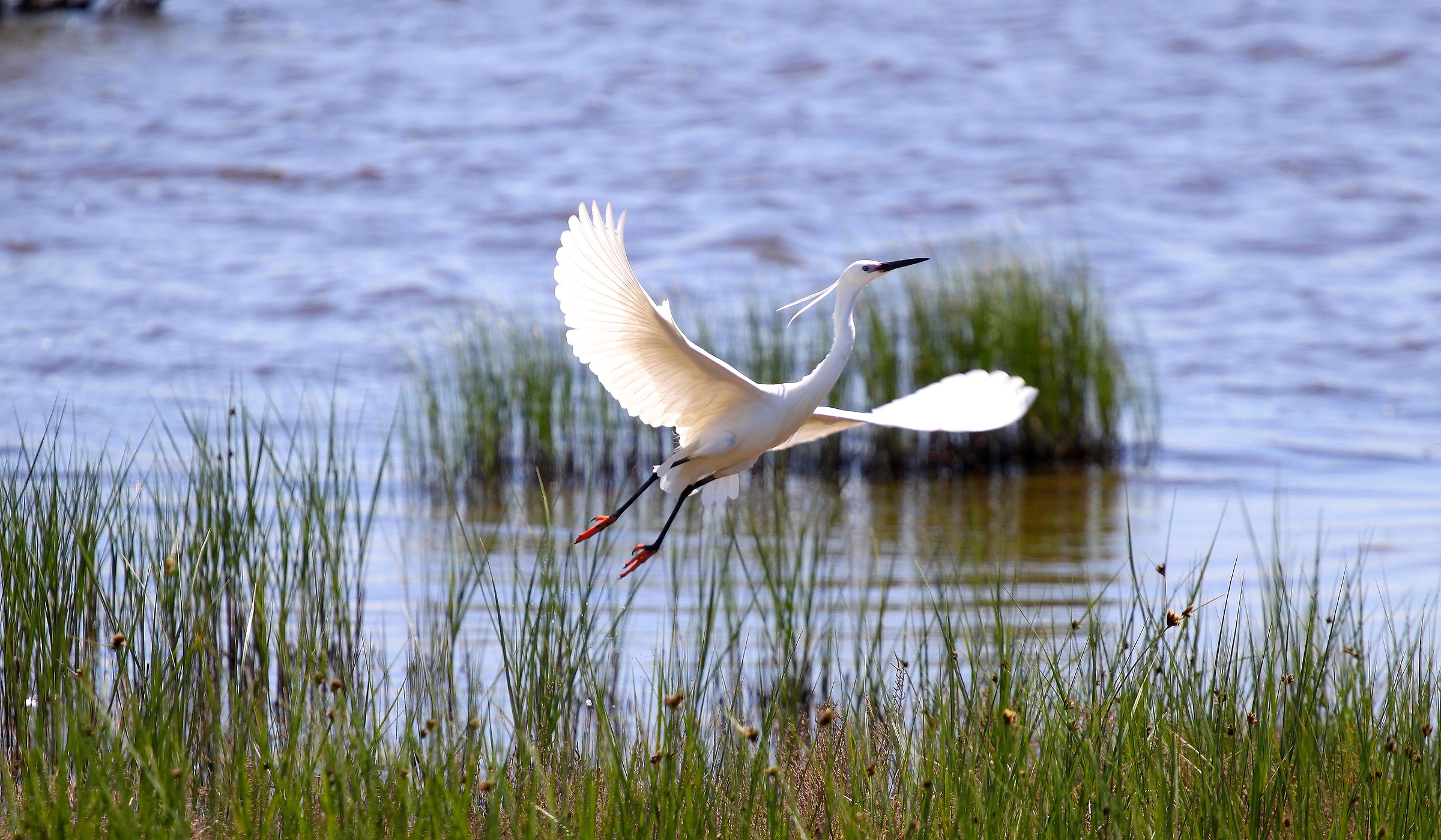 Egret taking off