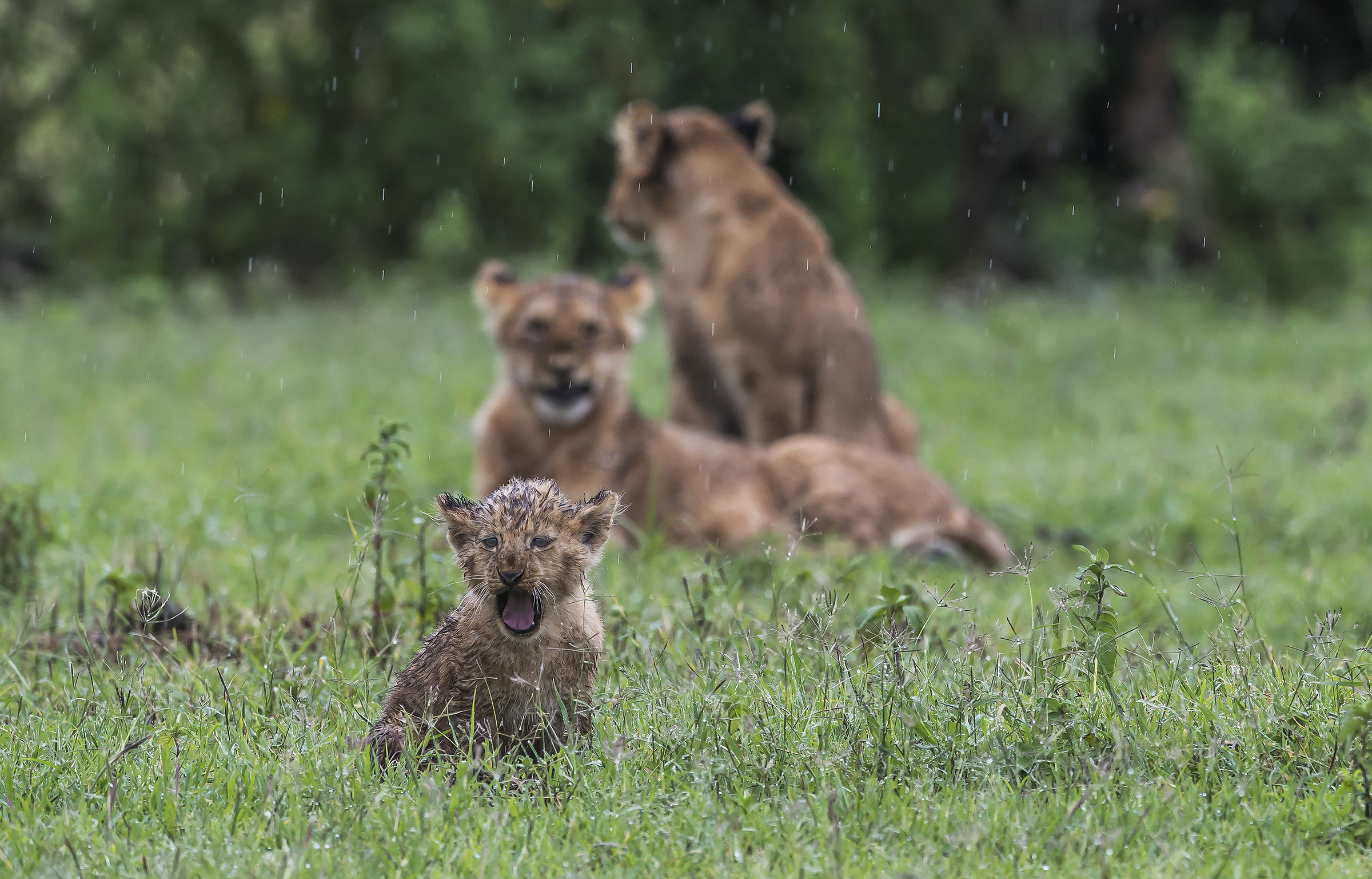 Tanzania 2017 - Il richiamo