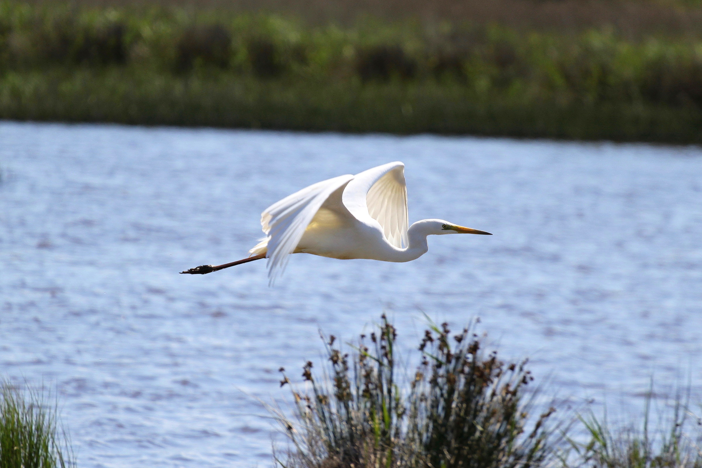 Great Egret