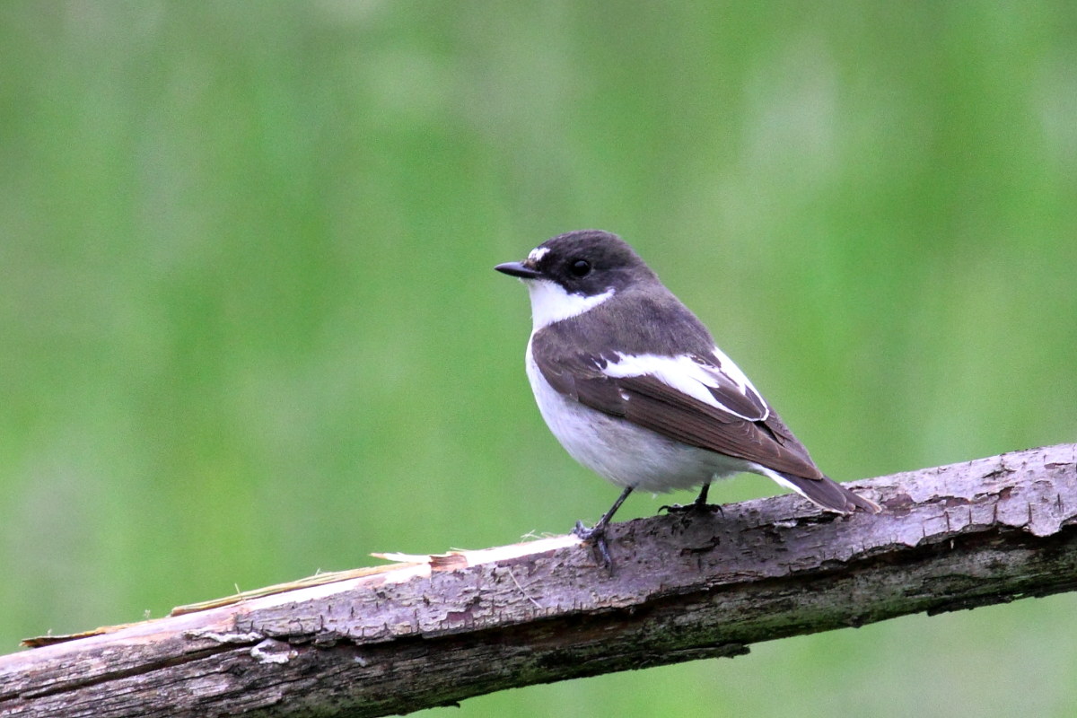 Balia Black (Ficedula hypoleuca)