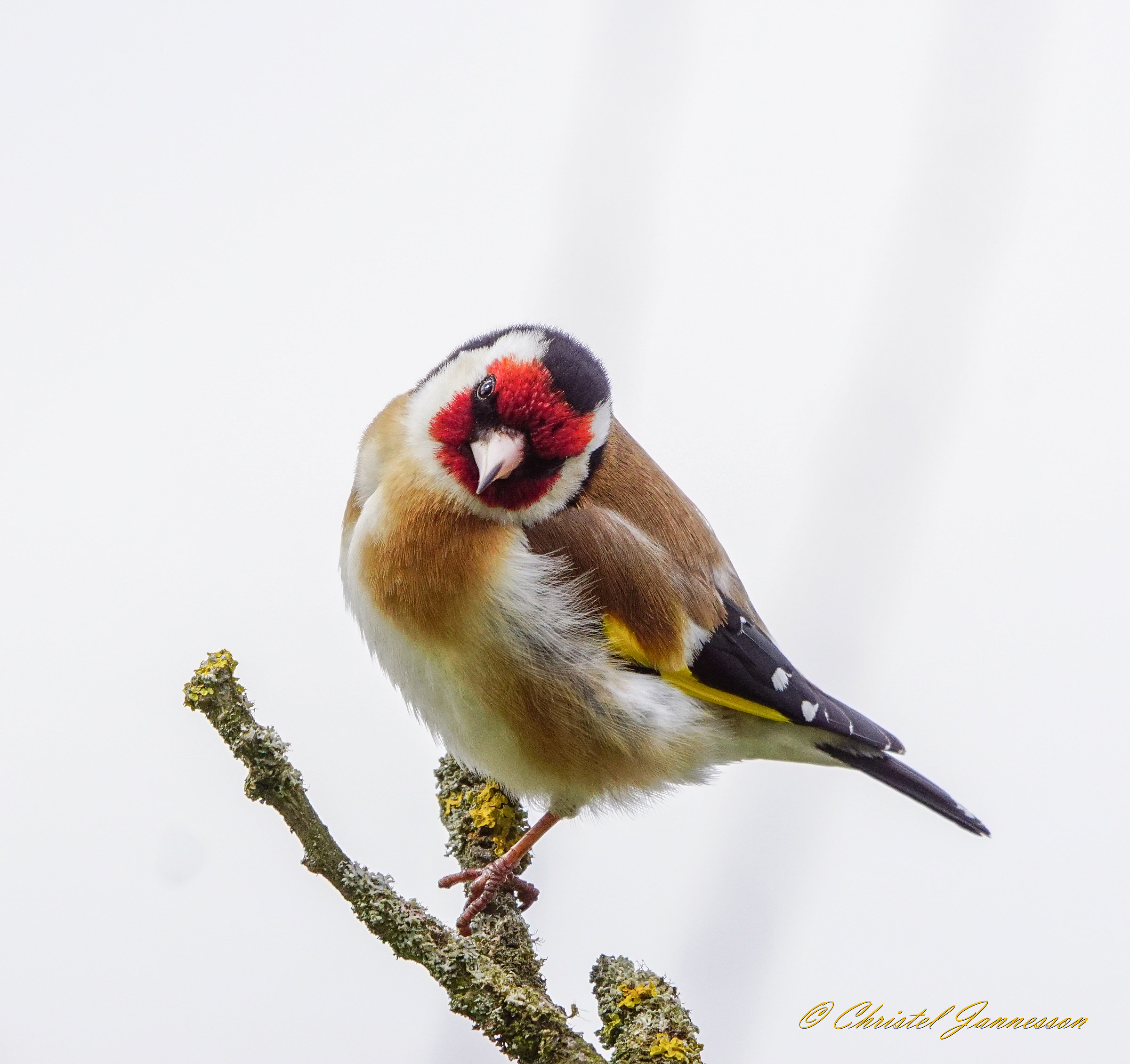 Cardellino - come un bellissimo uccello esotico in Svezia