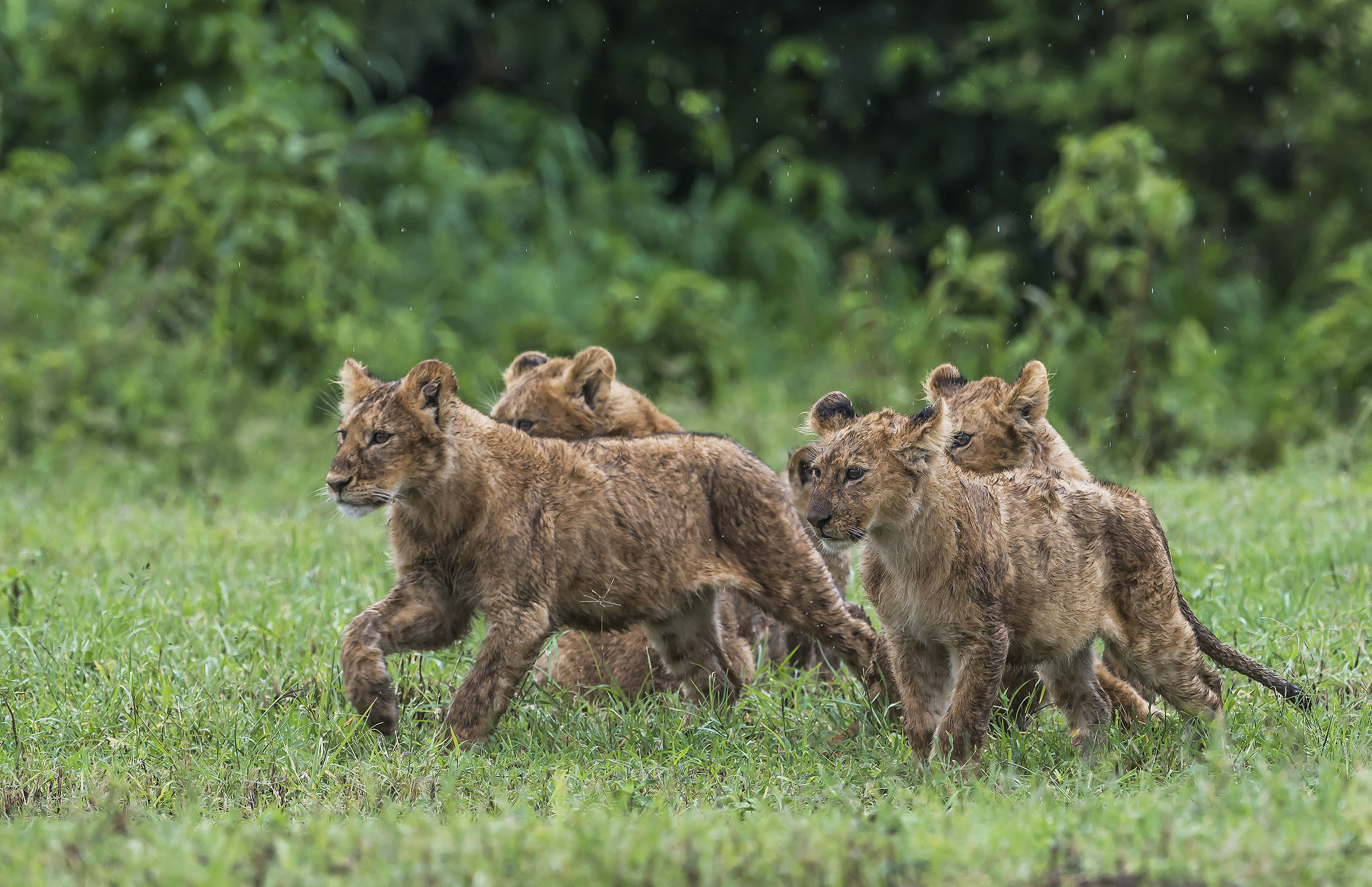 Tanzania 2017 - Al richiamo