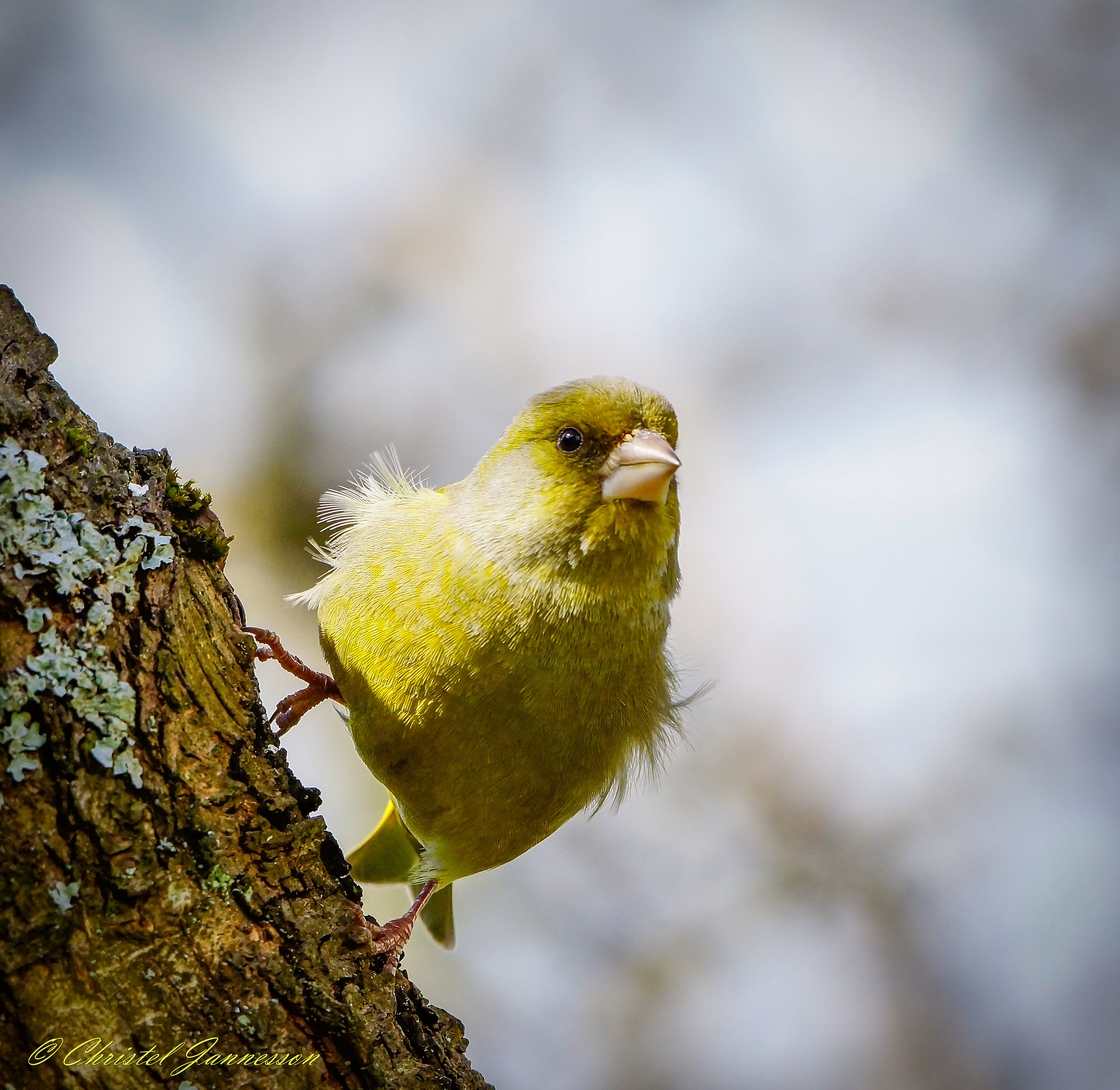 Verdone eurasiatico - dura, ma anche carino