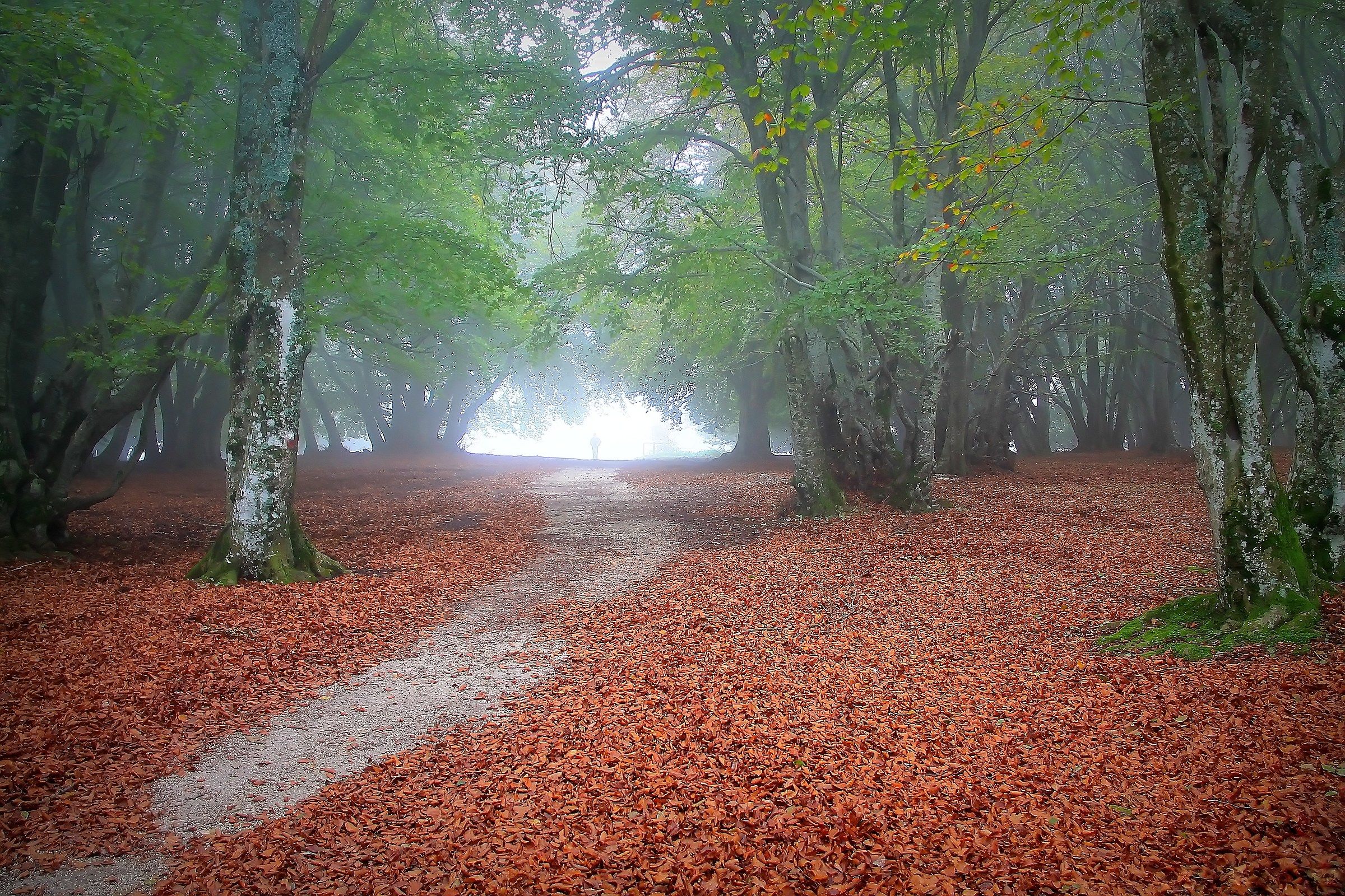 Faggeto di Canfaito - Monte San Vicino - Marche