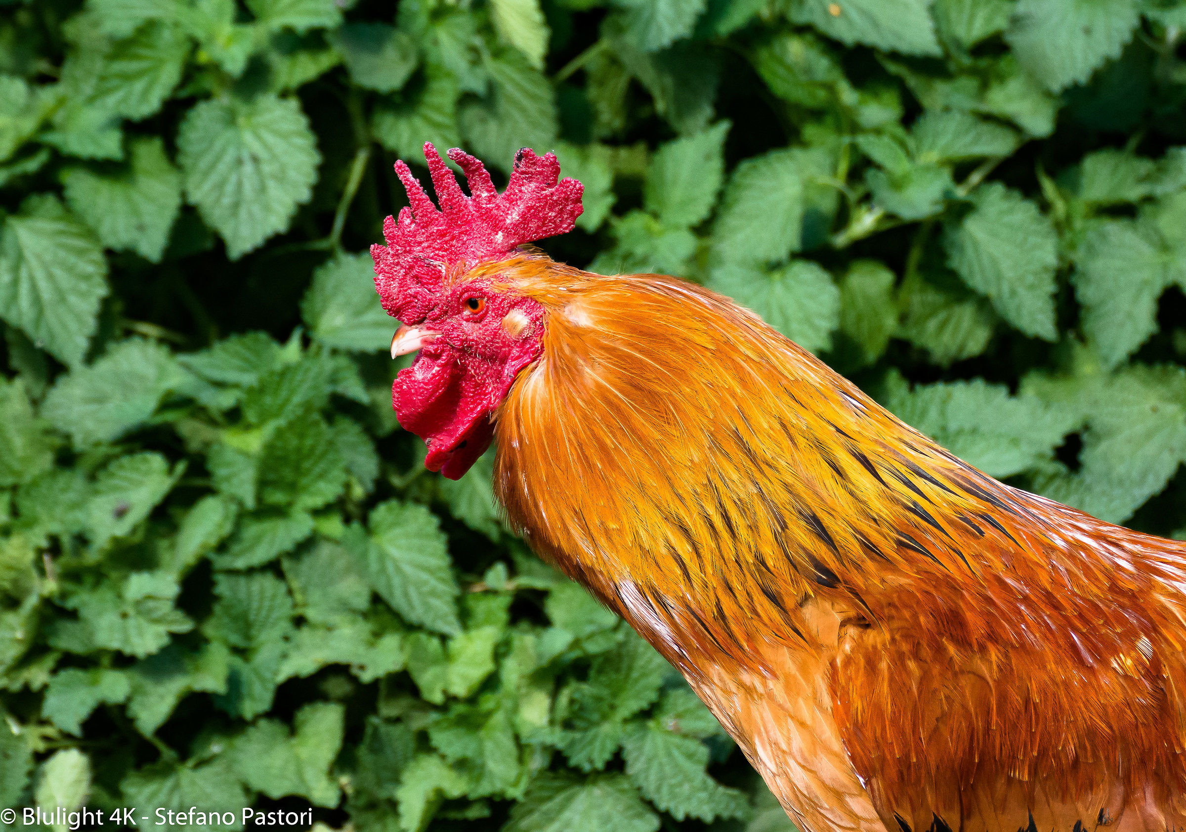 gallo - Tamron SP 70-300