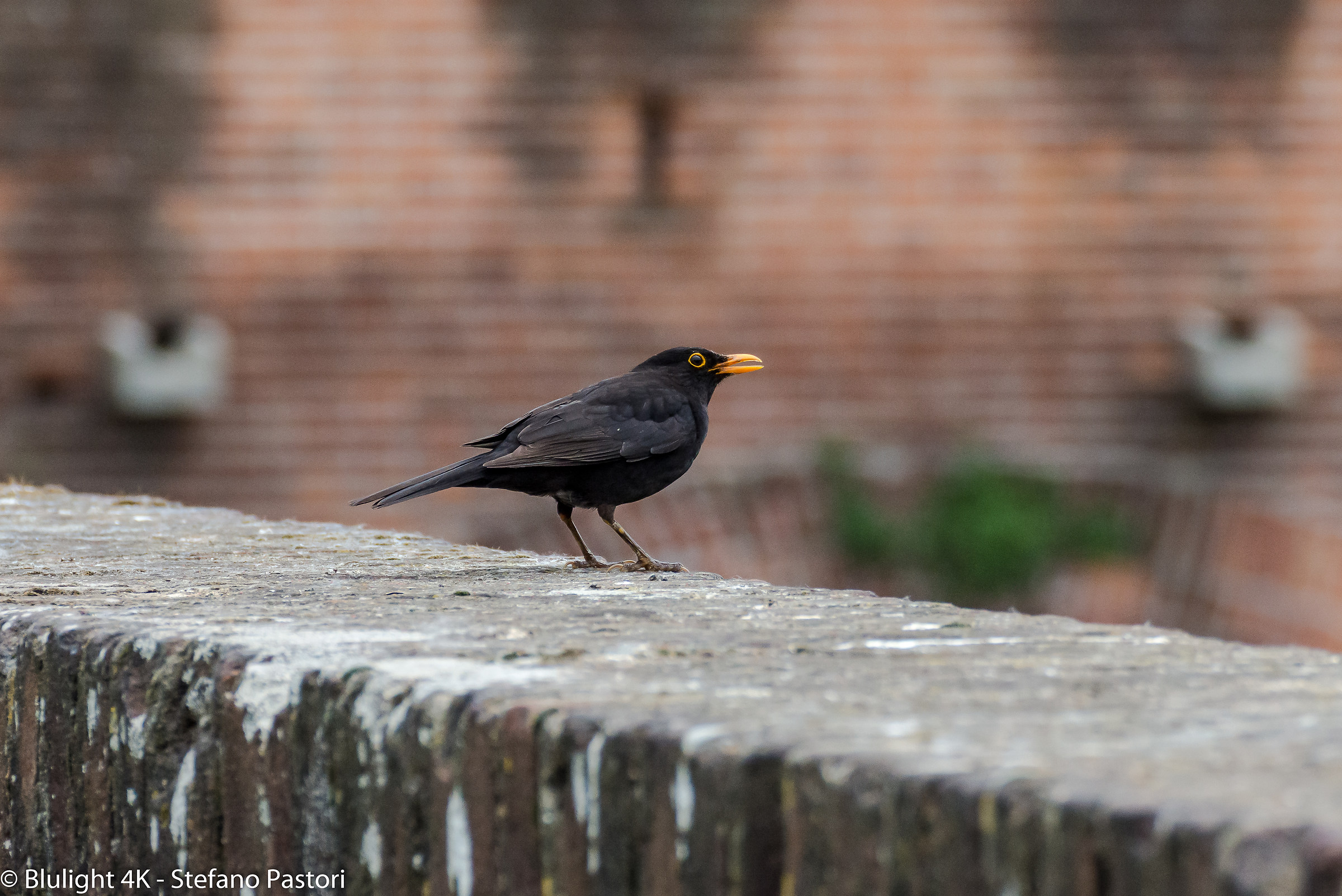 Inhabitants of Soncino Castle - Tamron SP 70-300