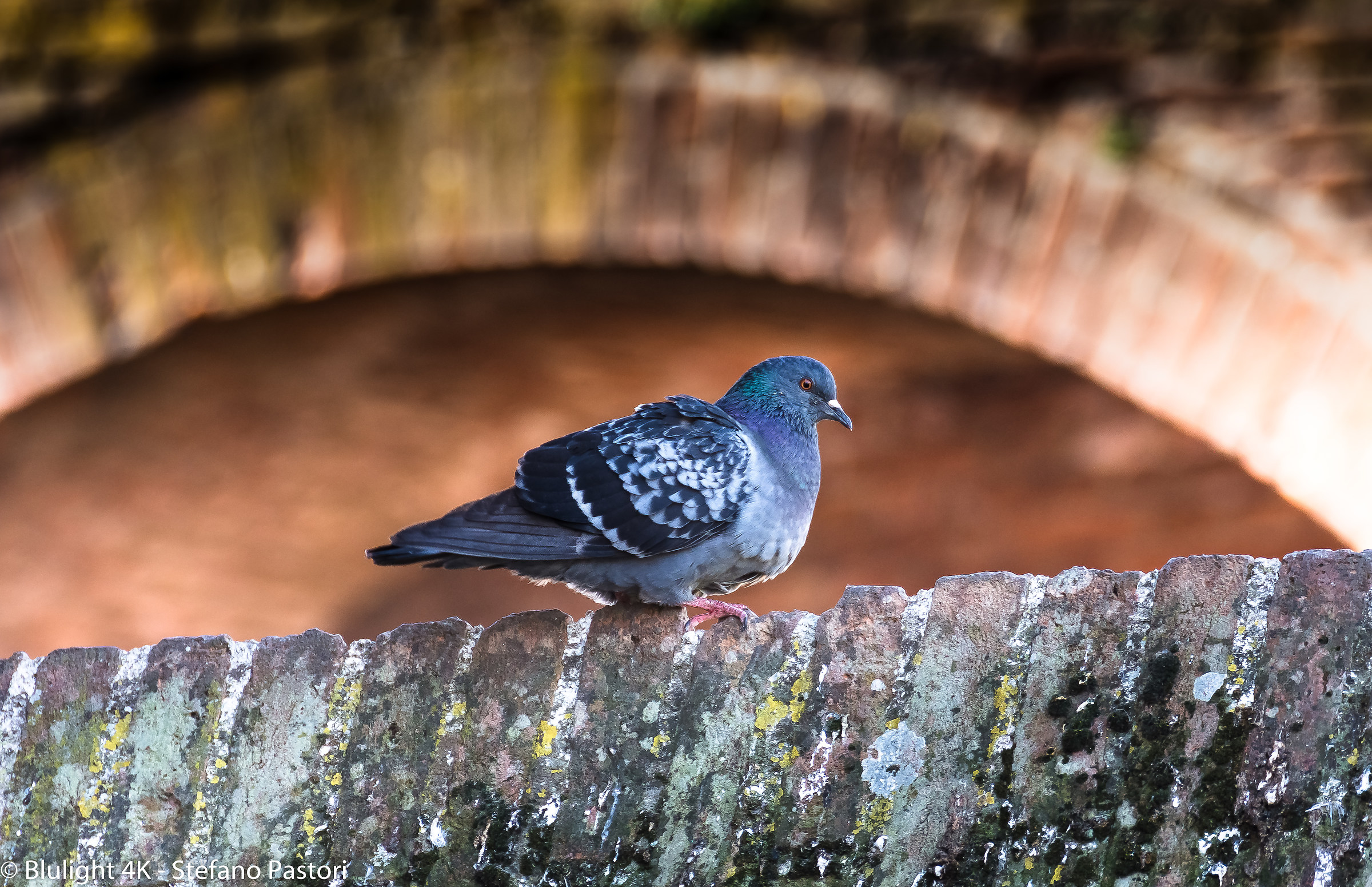 Piccione Castello di Soncino