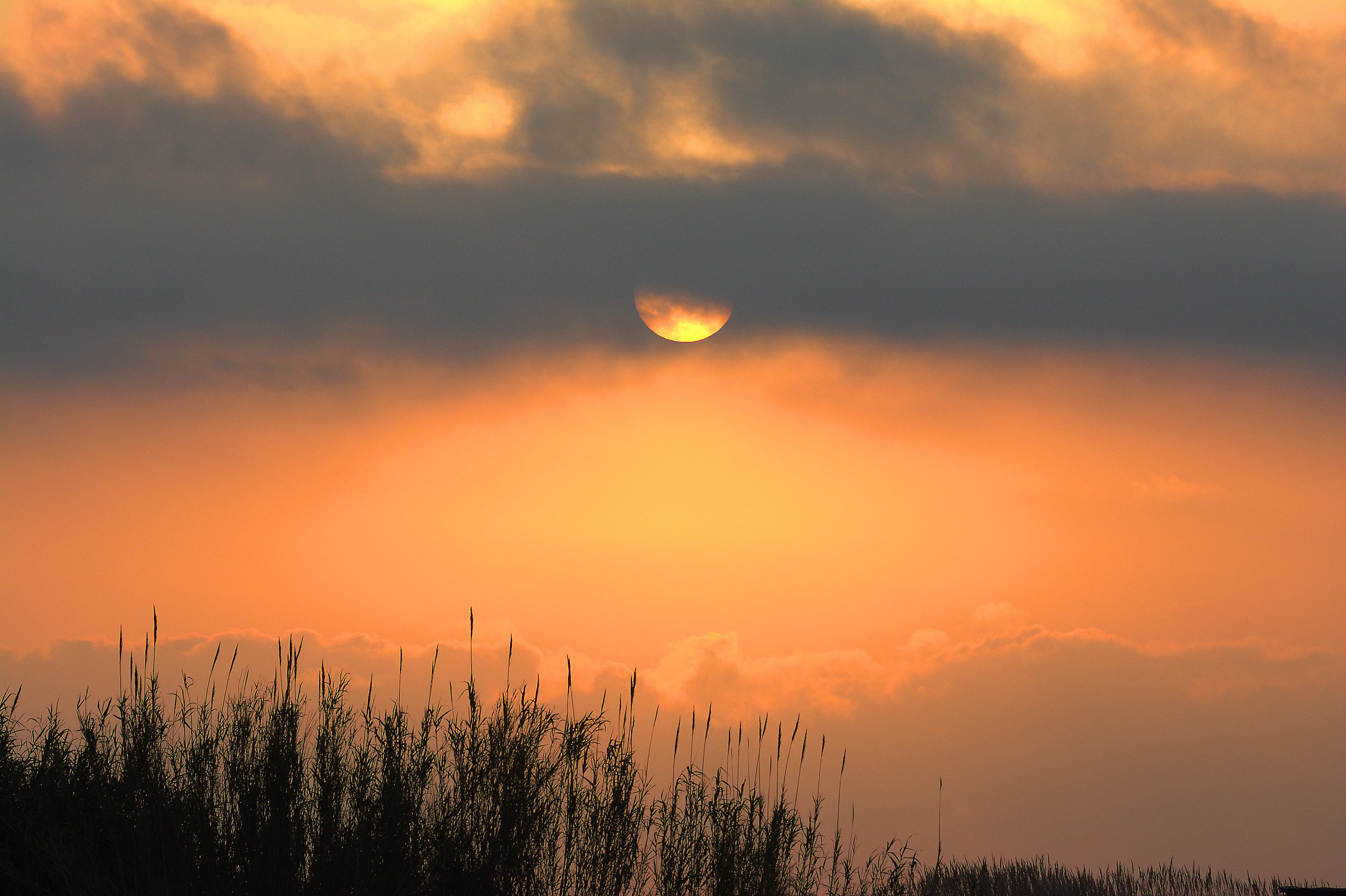Sunrise on the swamp