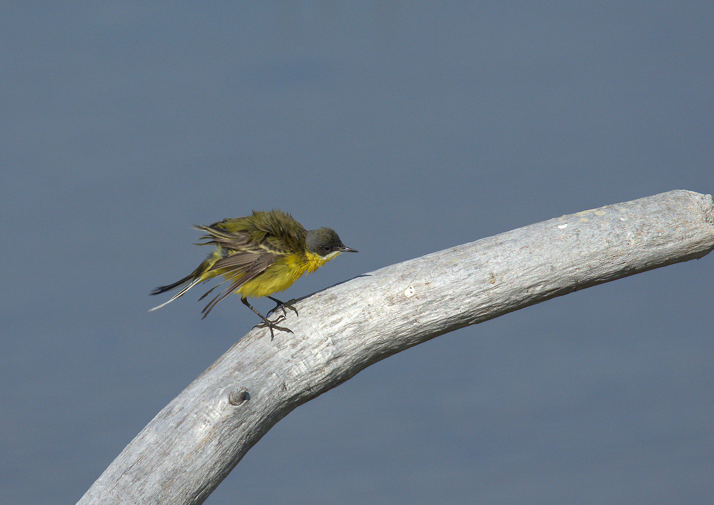Yellow Wagtail