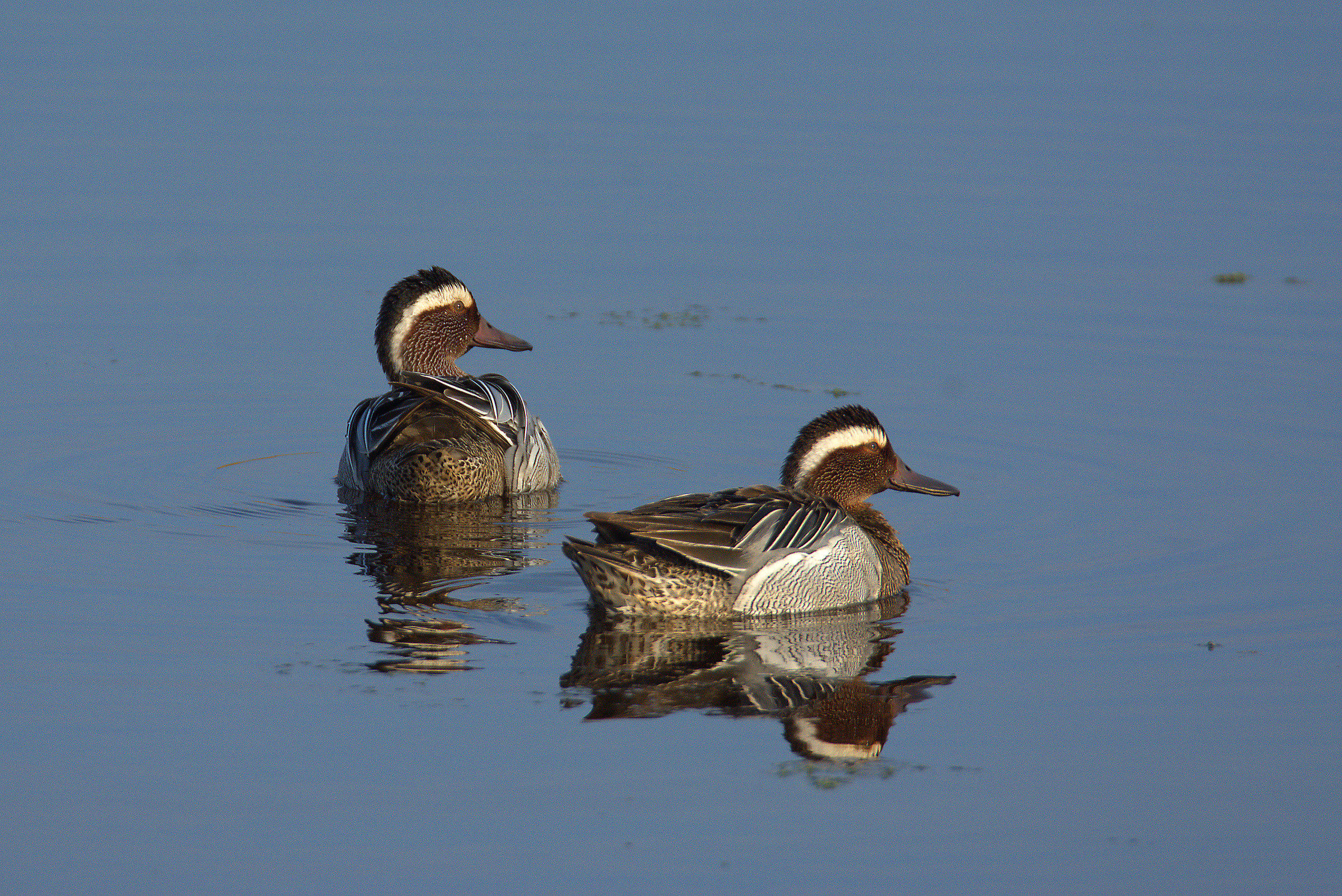 Garganey male