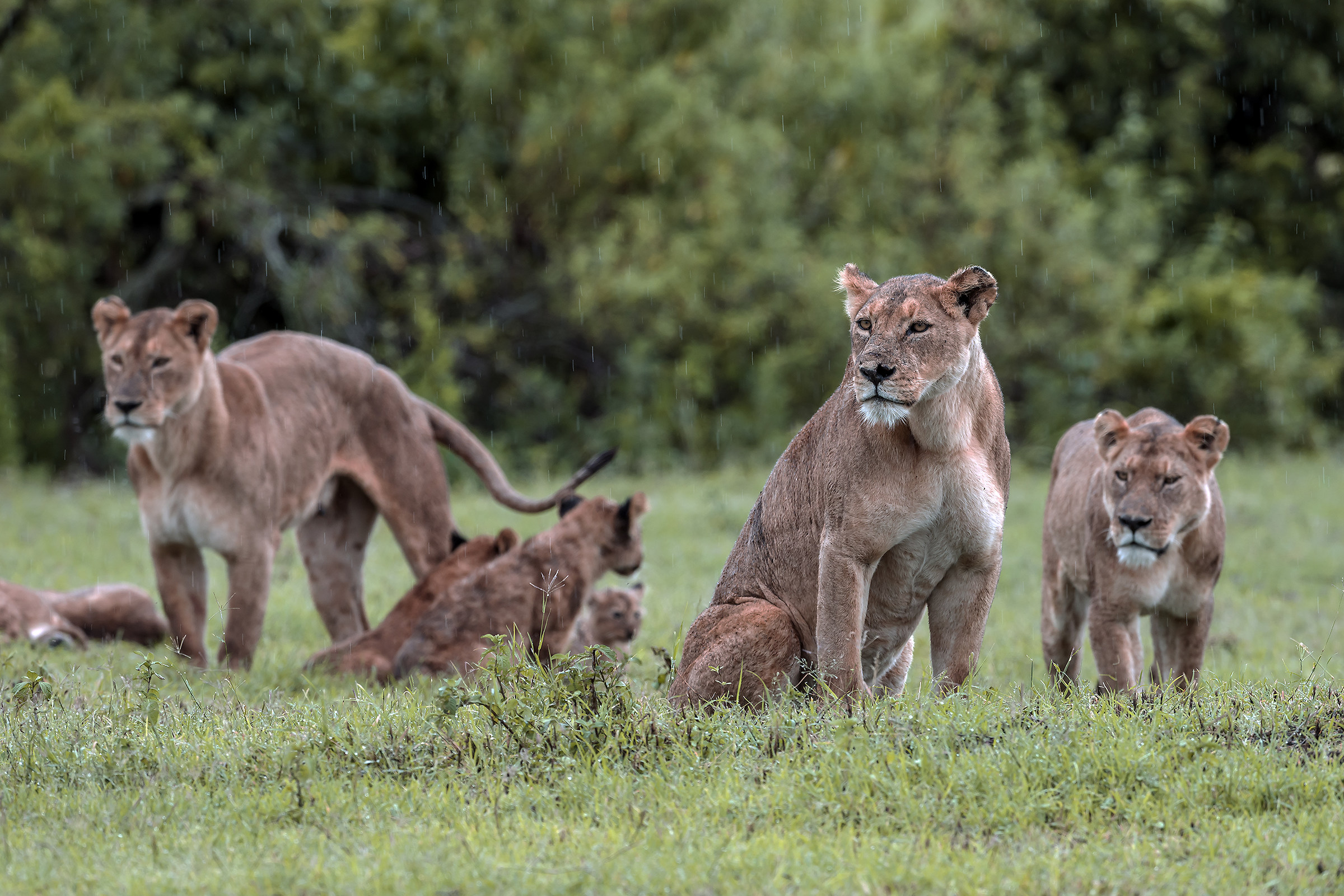 Tanzania 2017 - Pronte per la caccia