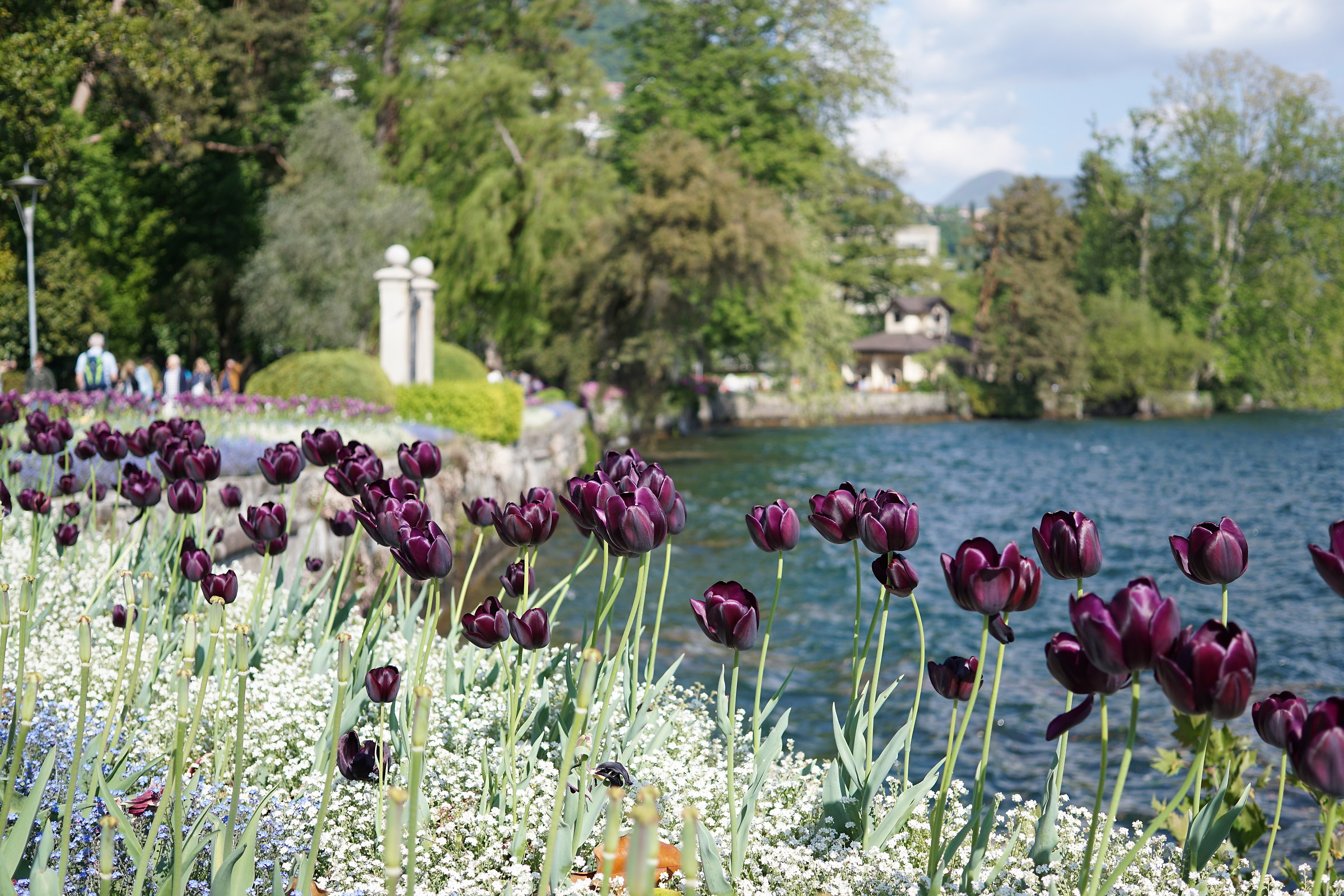Tulipani sul lago di Lugano