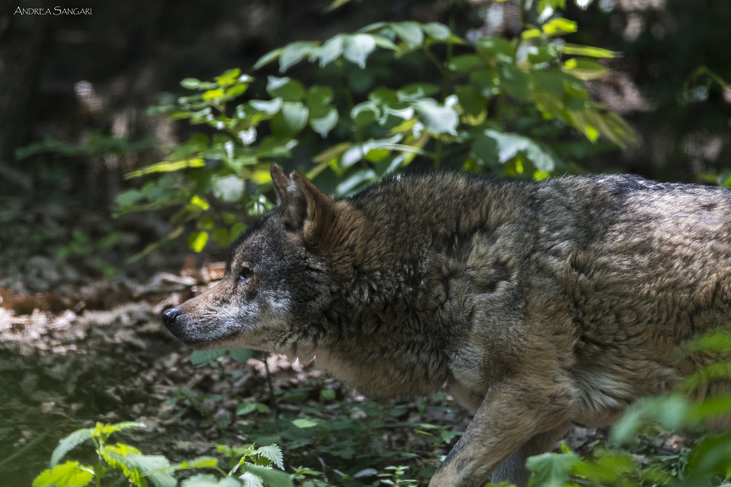 The wolf (pictured in captivity)