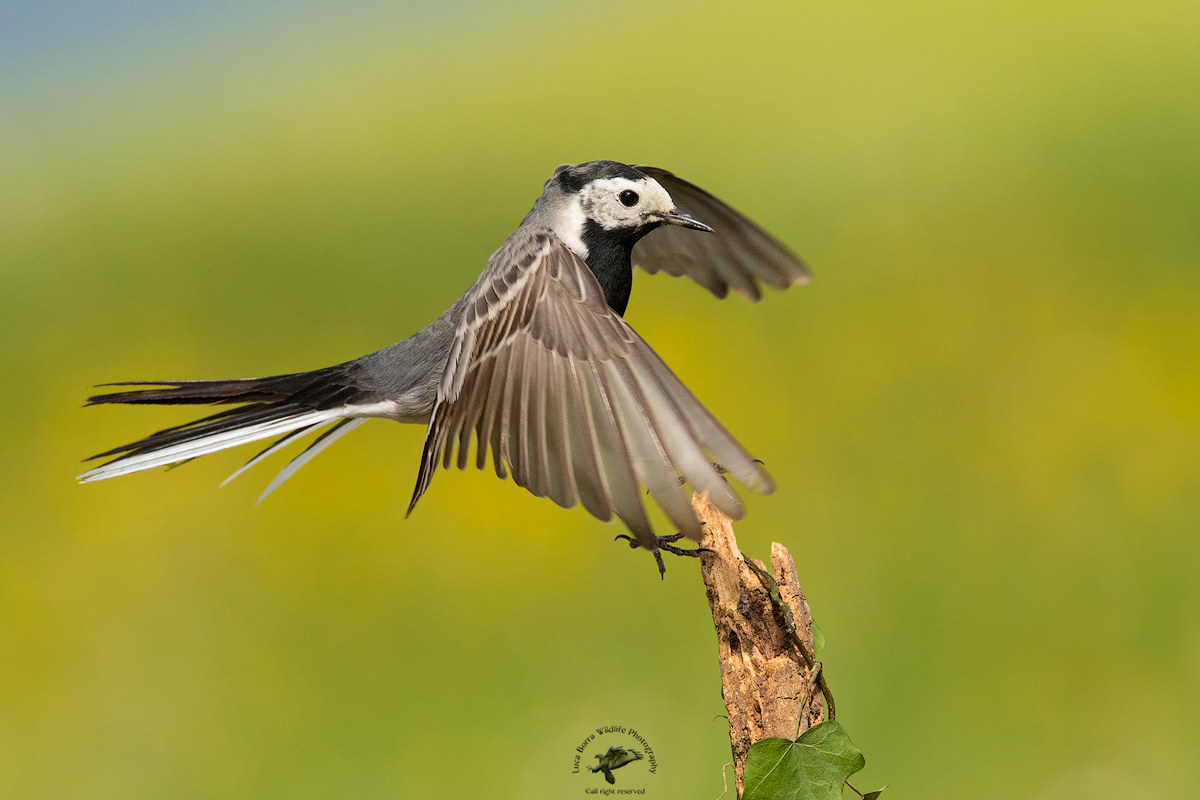Dancing - White Wagtail