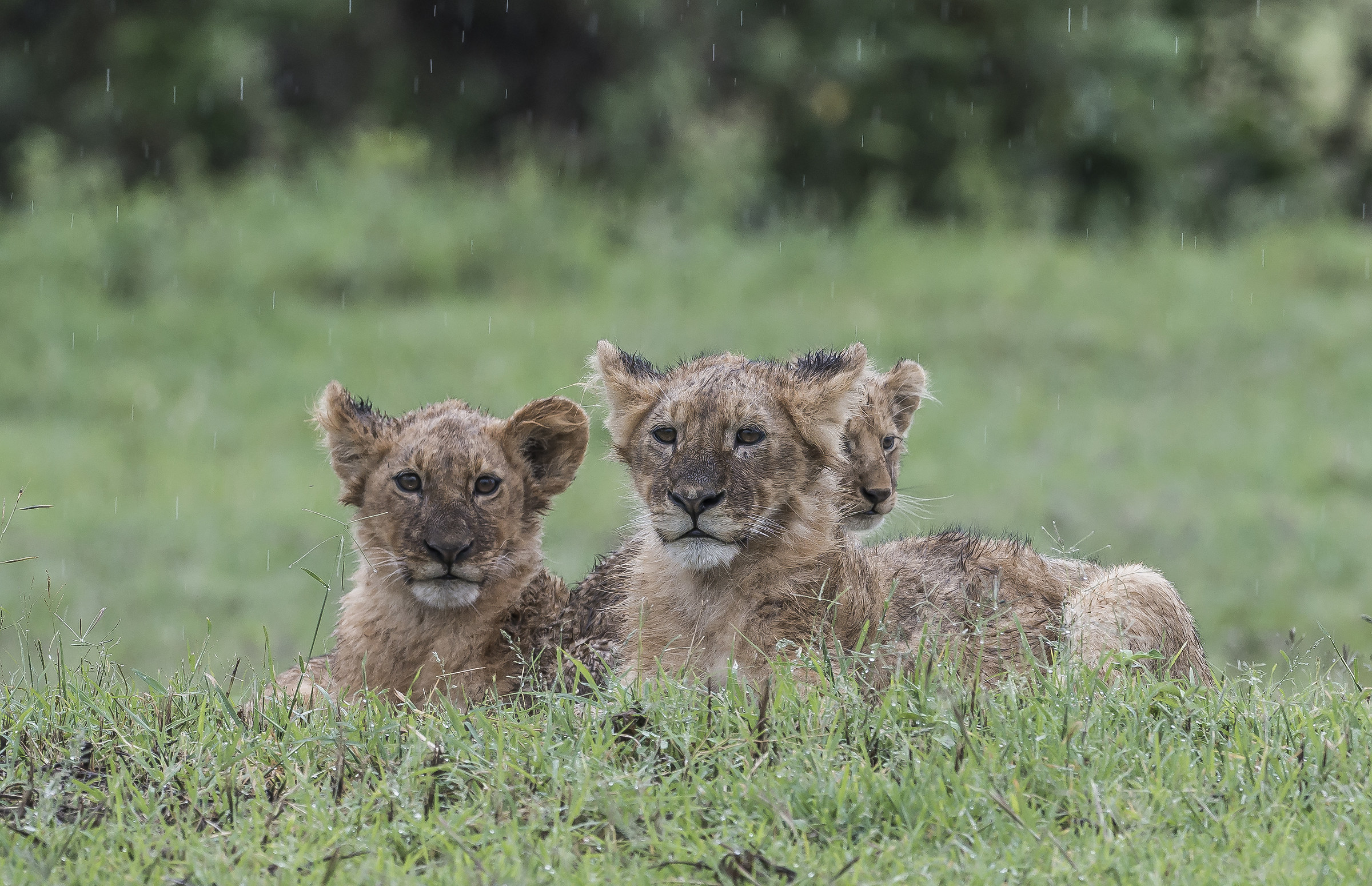 Tanzania 2017 - Attenta attesa