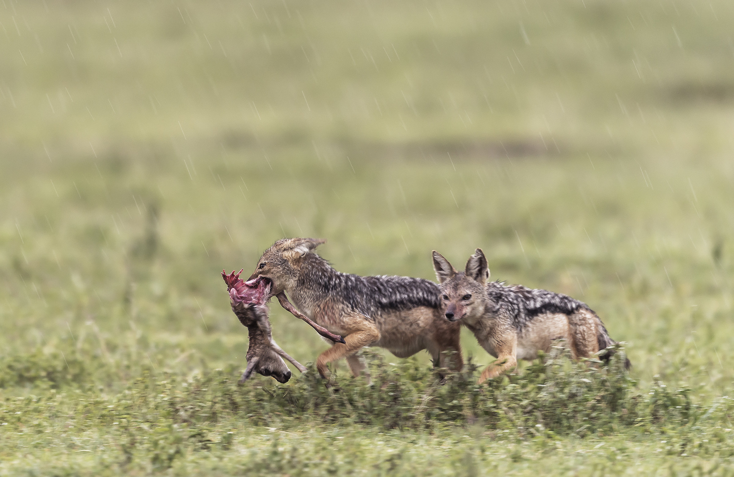 Tanzania 2017 - Predazioni
