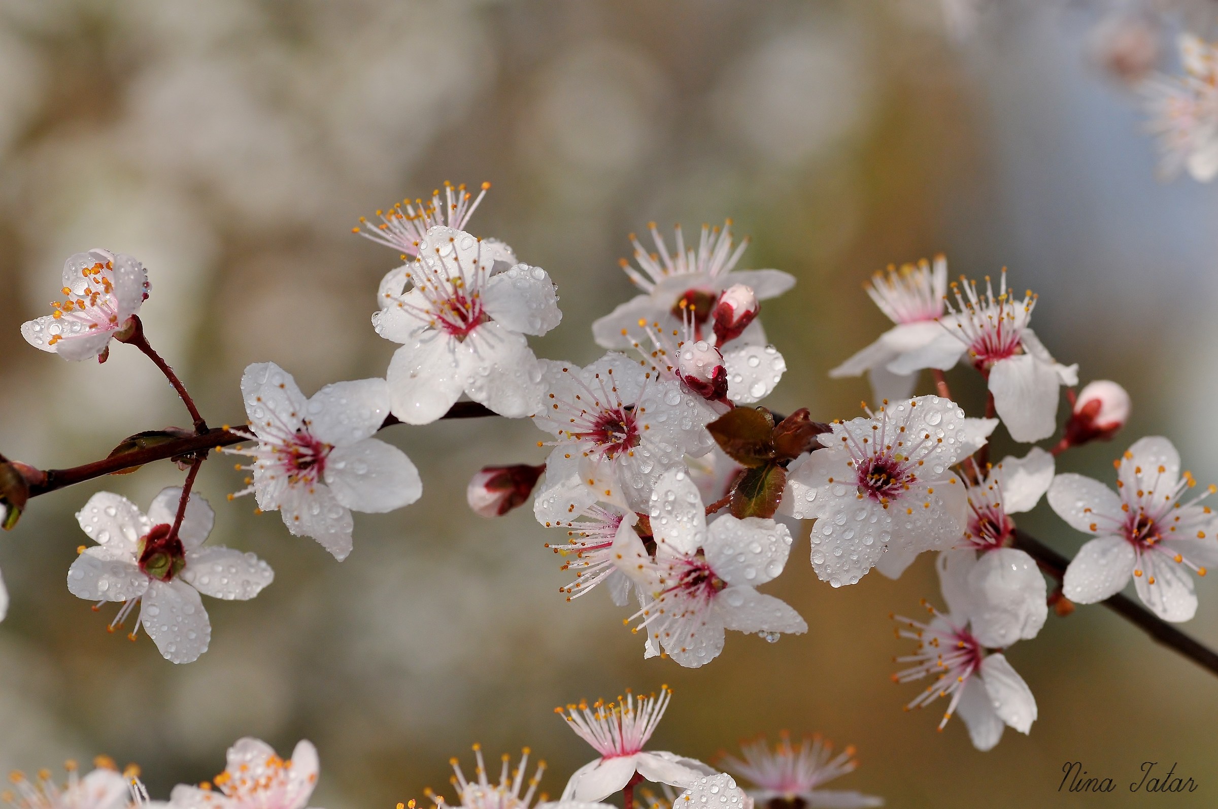 The flowers of spring