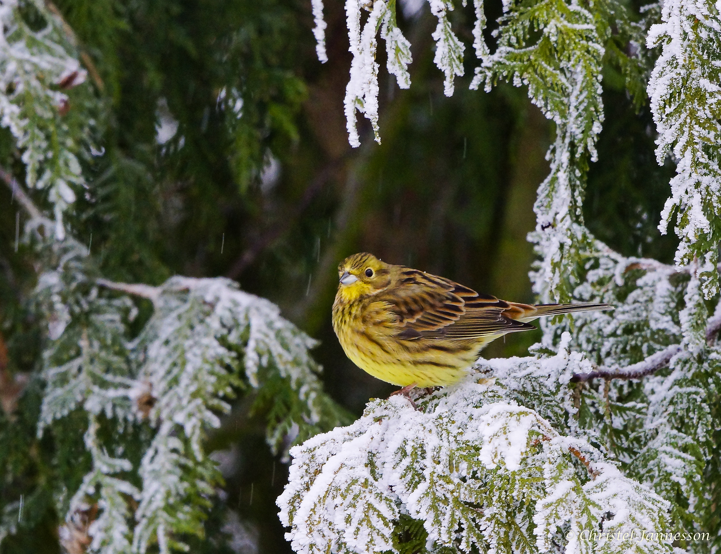 Yellow Hammer - Beautiful color click in snow