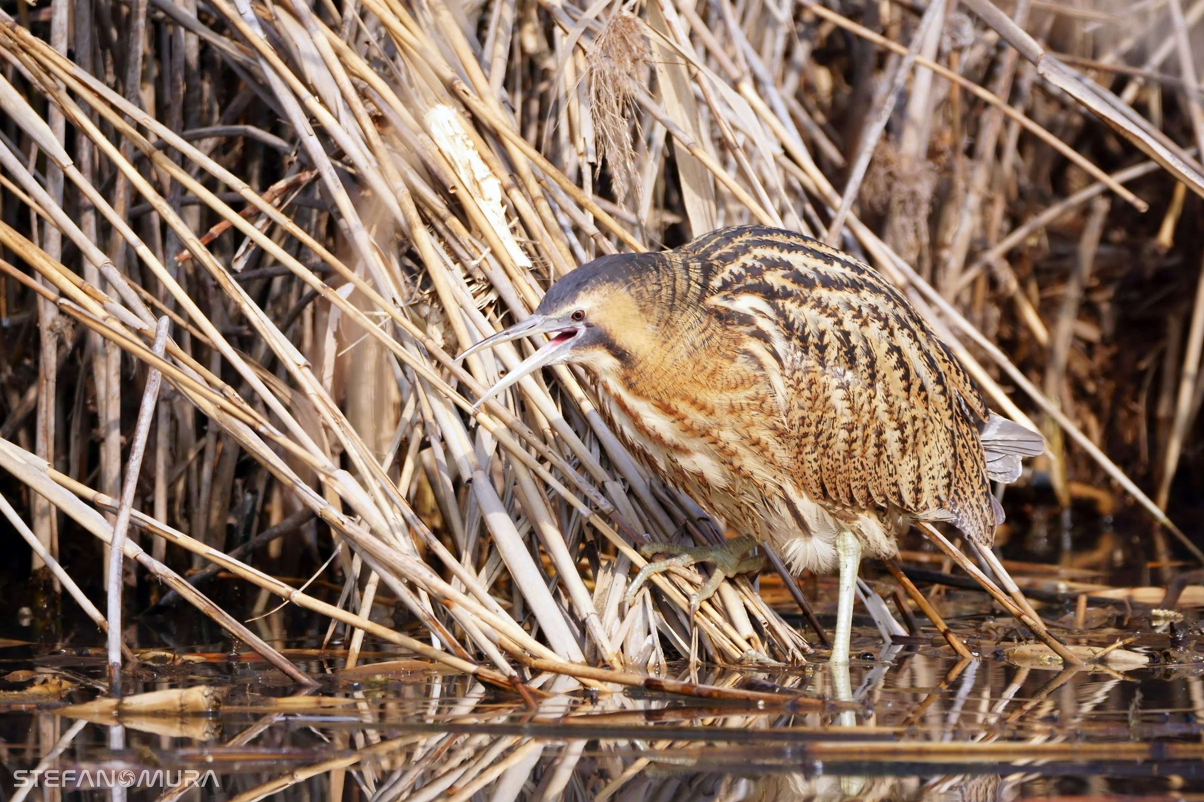 the roar of the Bittern