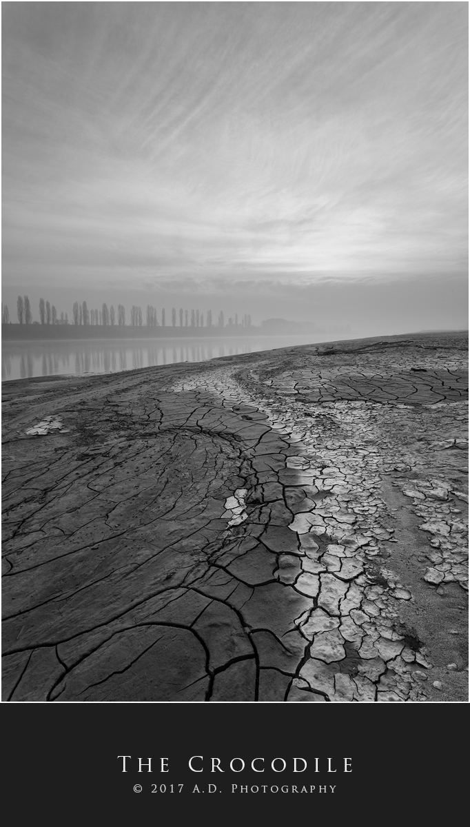 The Crocodile