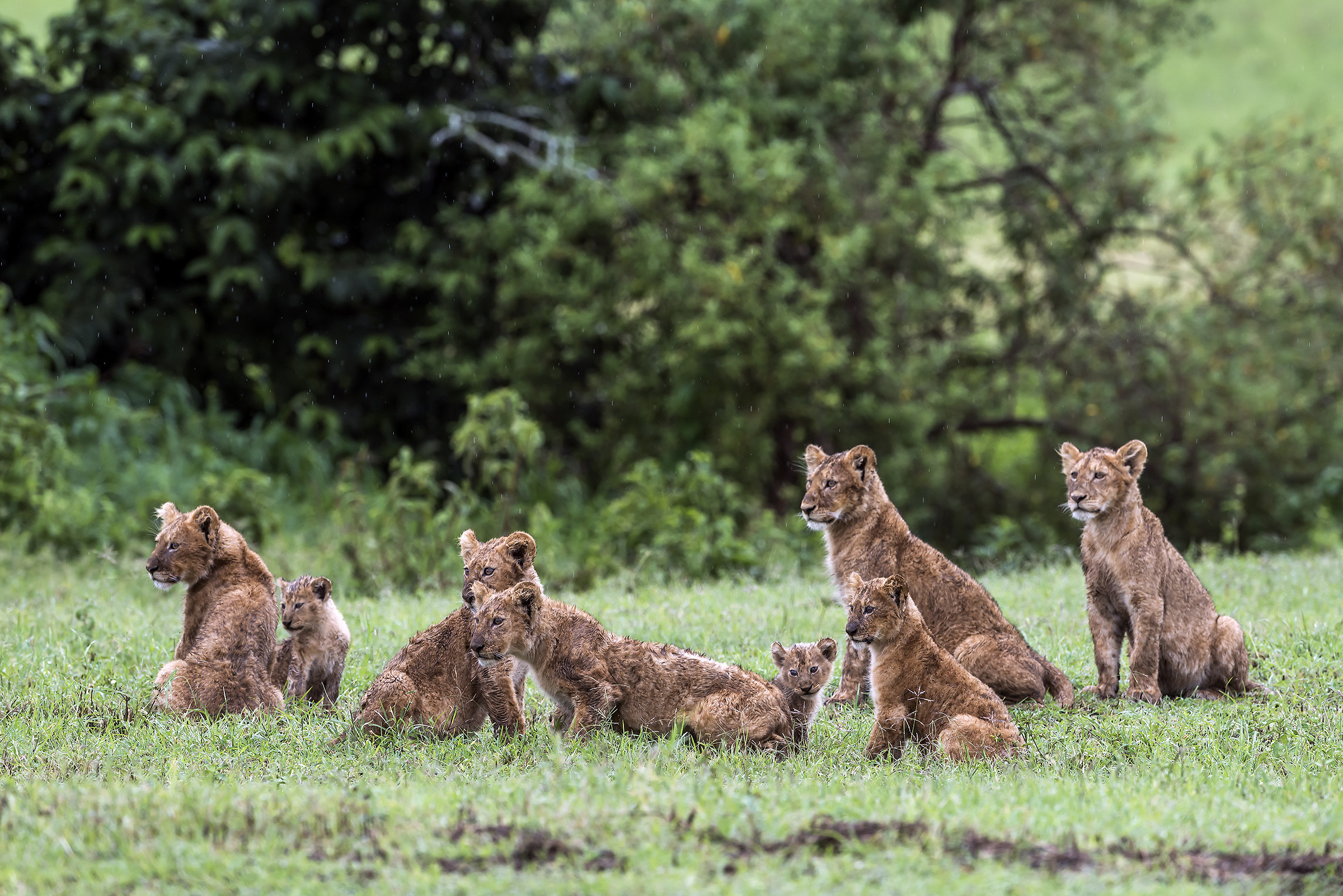 Tanzania 2017 - IIn trepida attesa