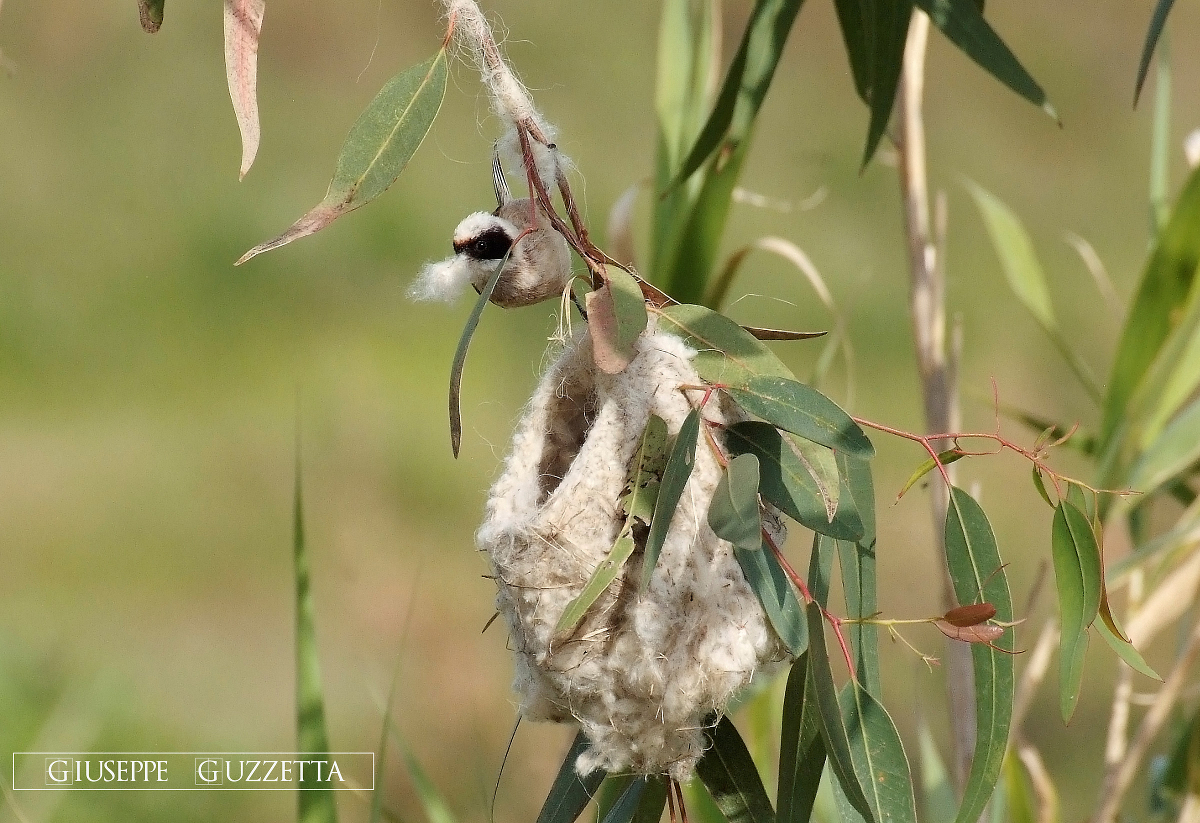 Pendolino building a nest