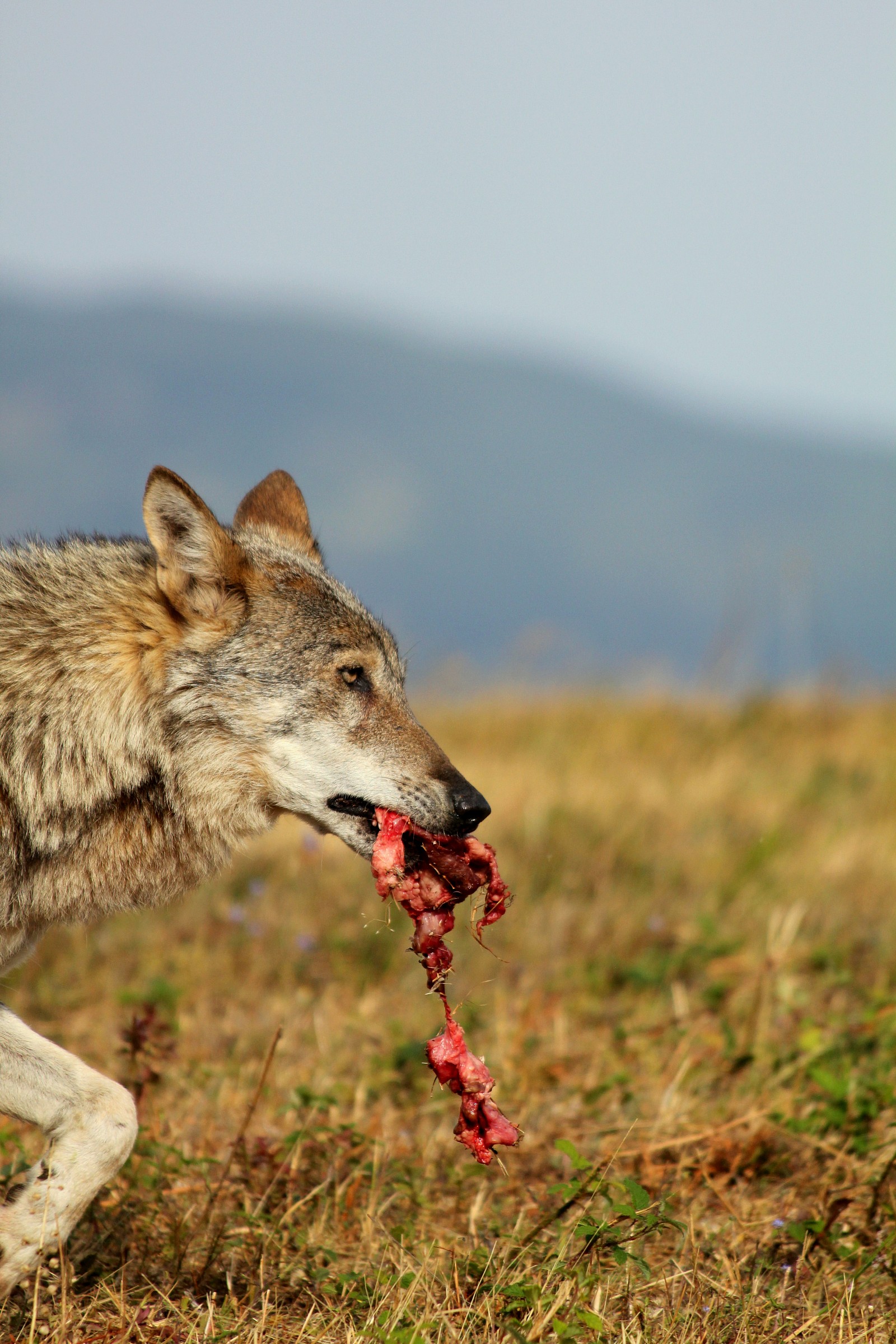 Apennine wolf hunting
