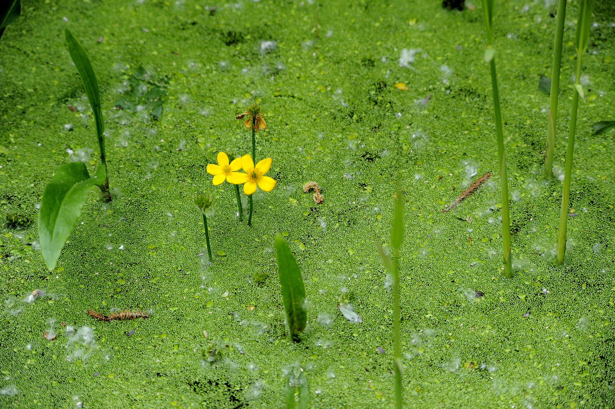 A water meadow