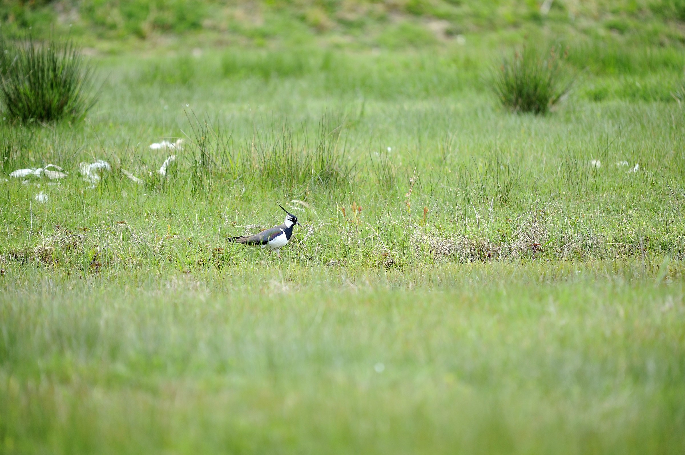 Lapwing