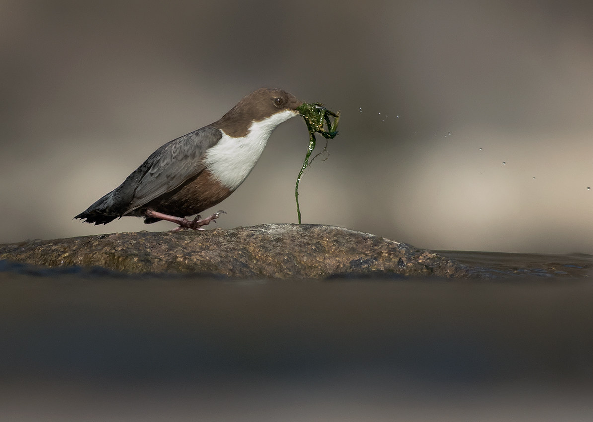 Merlo Acquaiolo con materiale da costruzione
