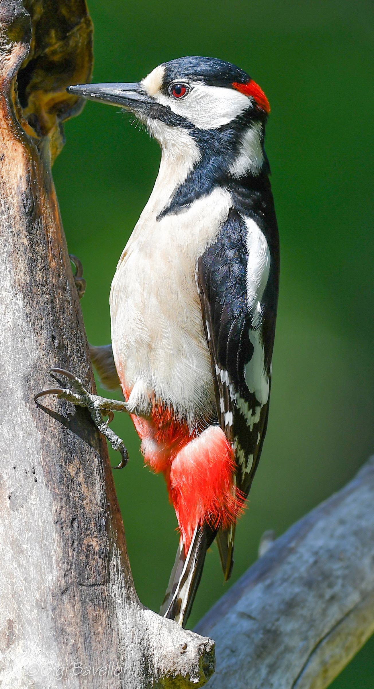 great spotted woodpecker