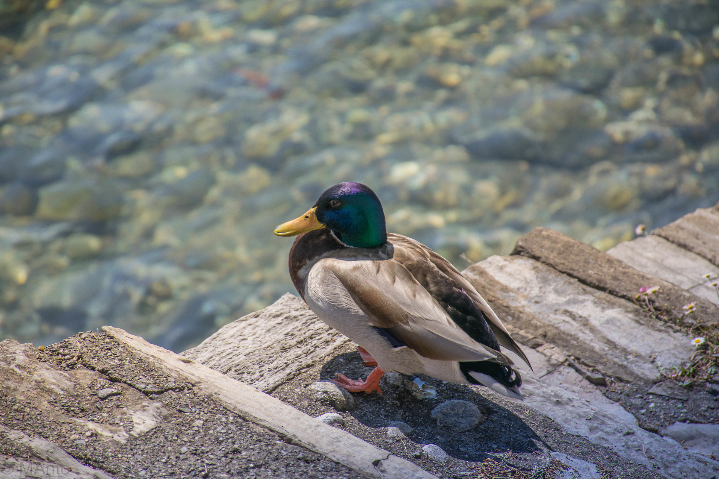 Sognando il podio.....