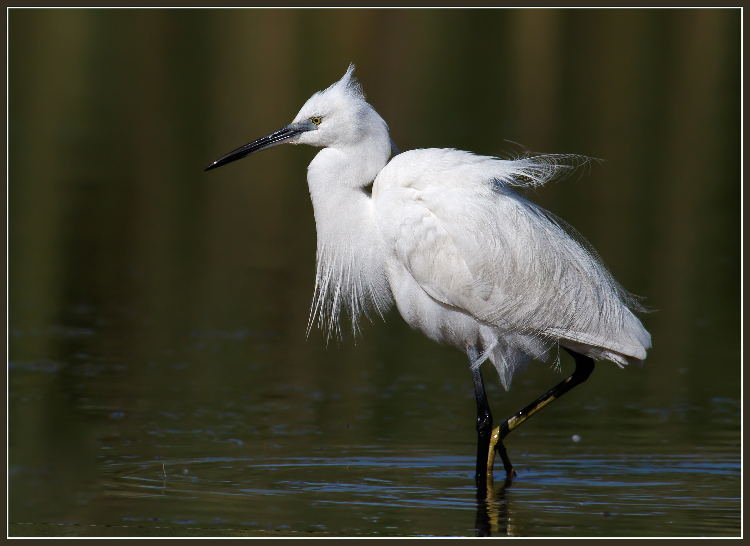 Egretta garzetta