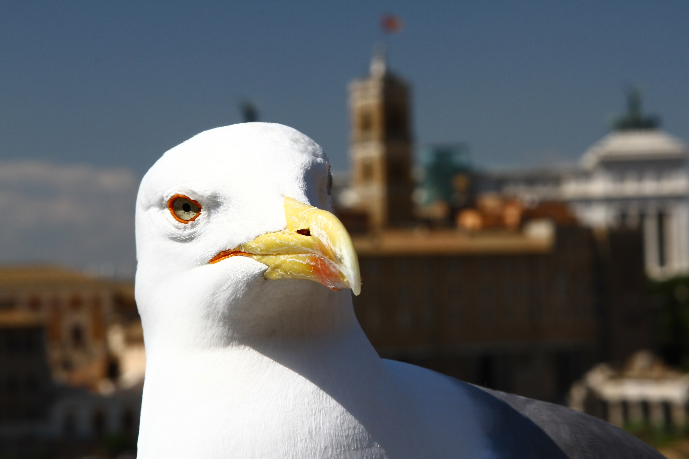 the eighth king 'of Rome