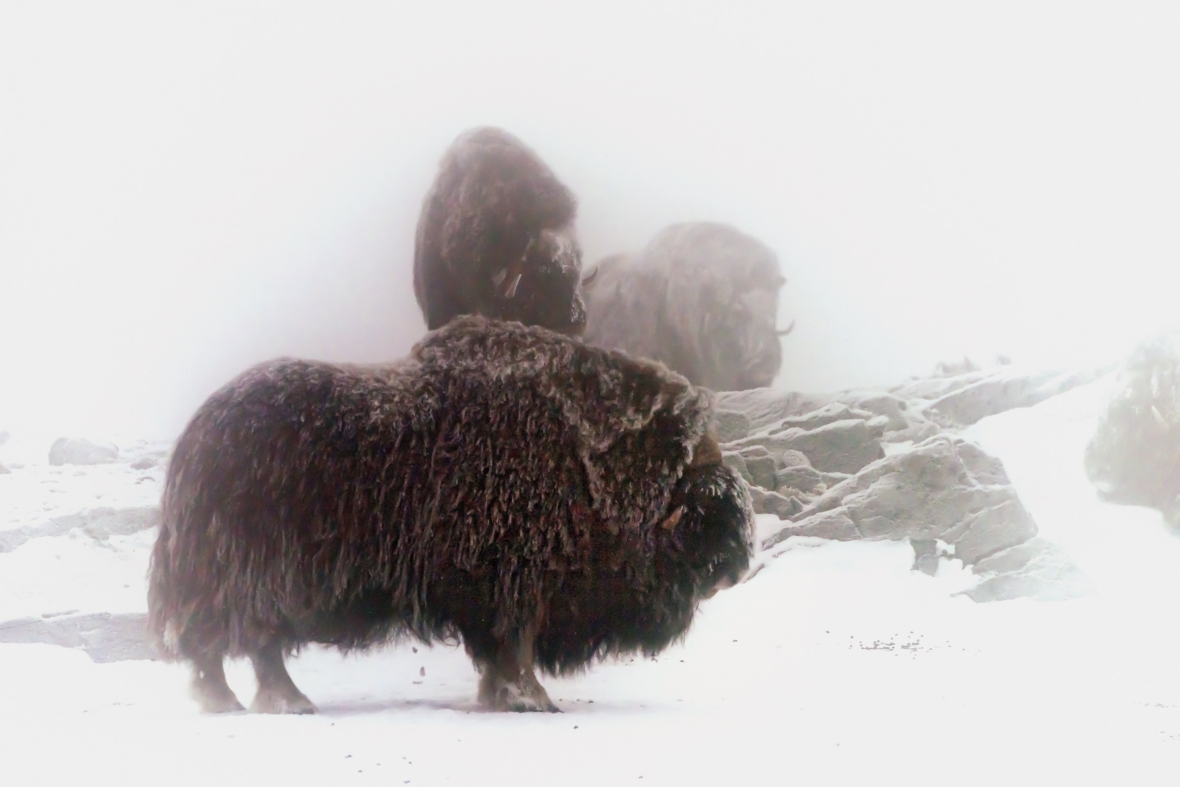 Dovrefjell 2017 - Musk ox, tra la nebbia e il gelo