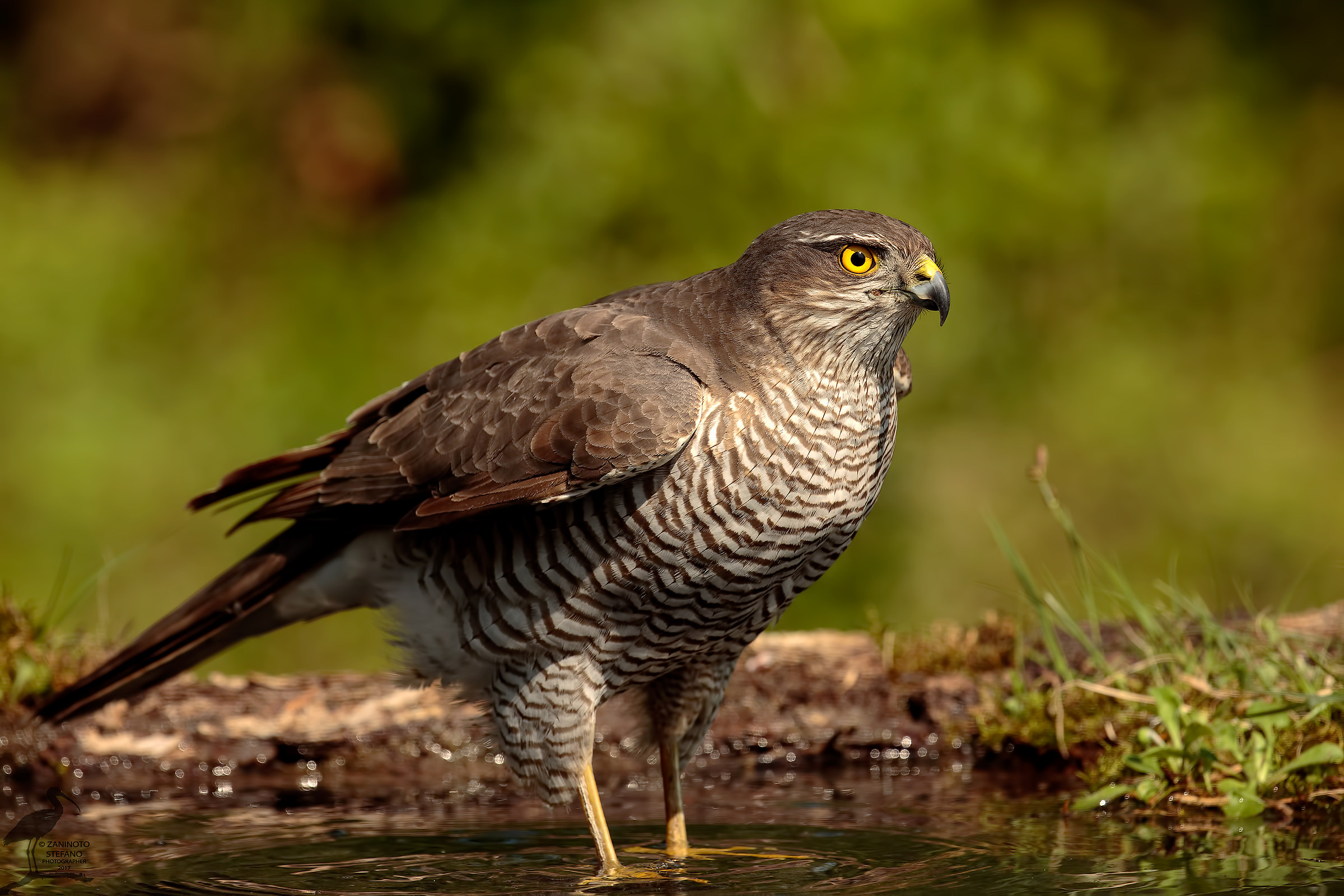 sparrowhawk