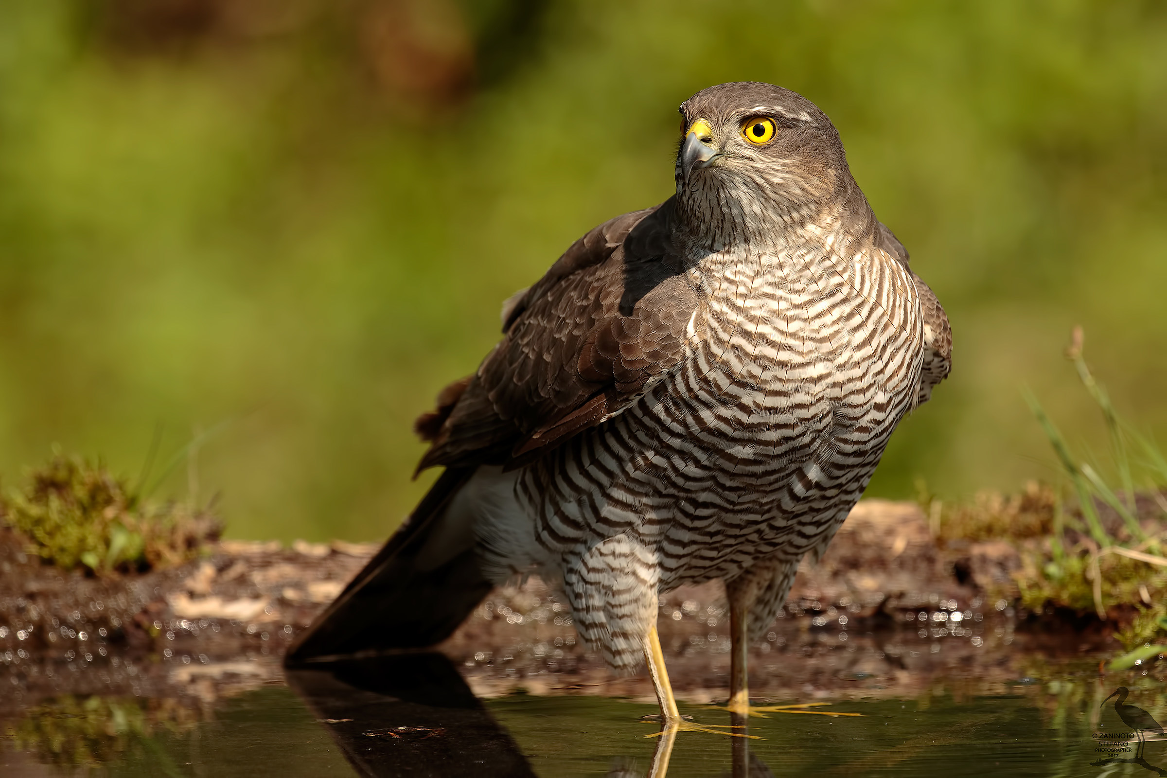 sparrowhawk